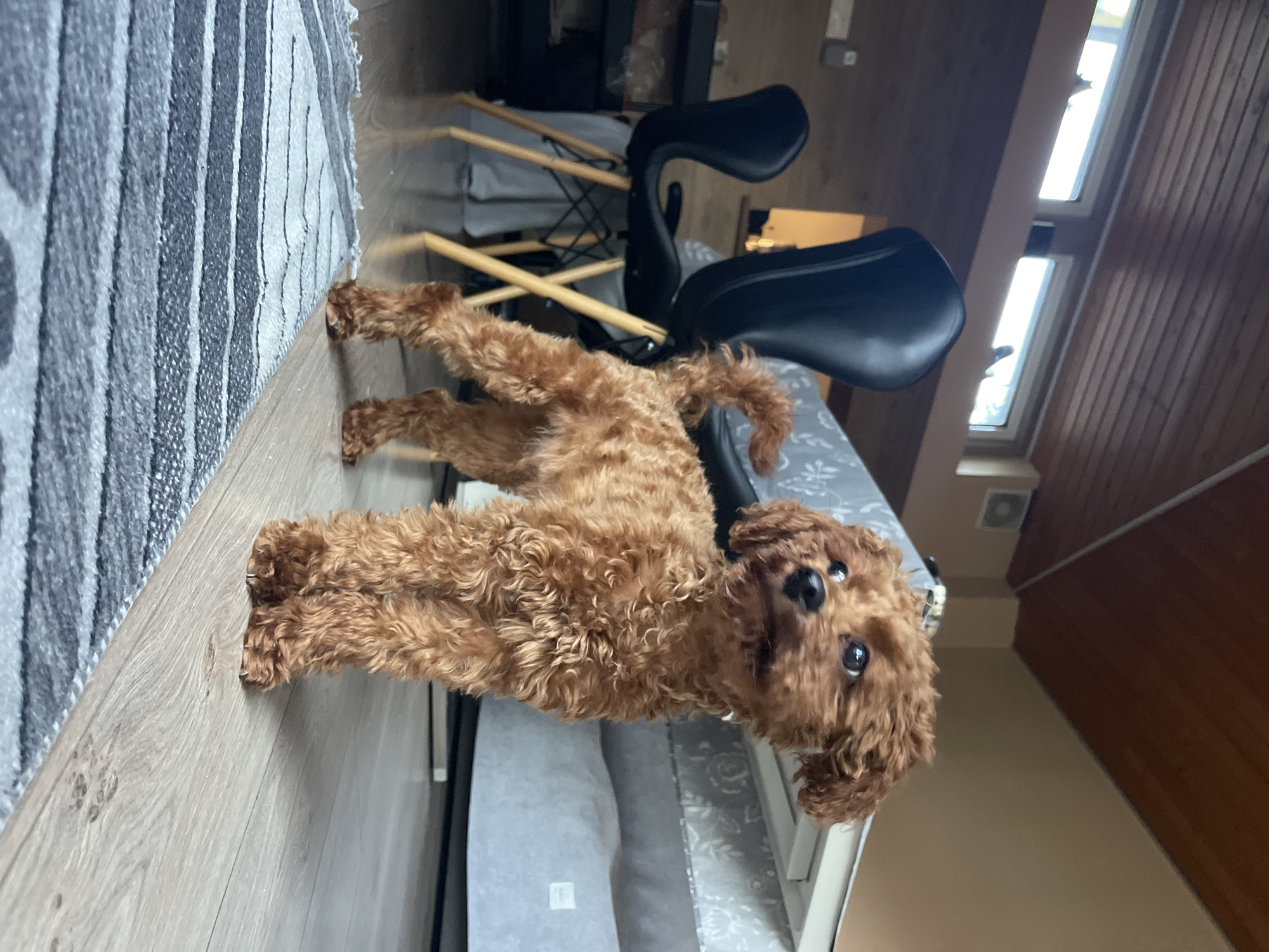 Woman documents quiet morning with poodle in Sofia apartment