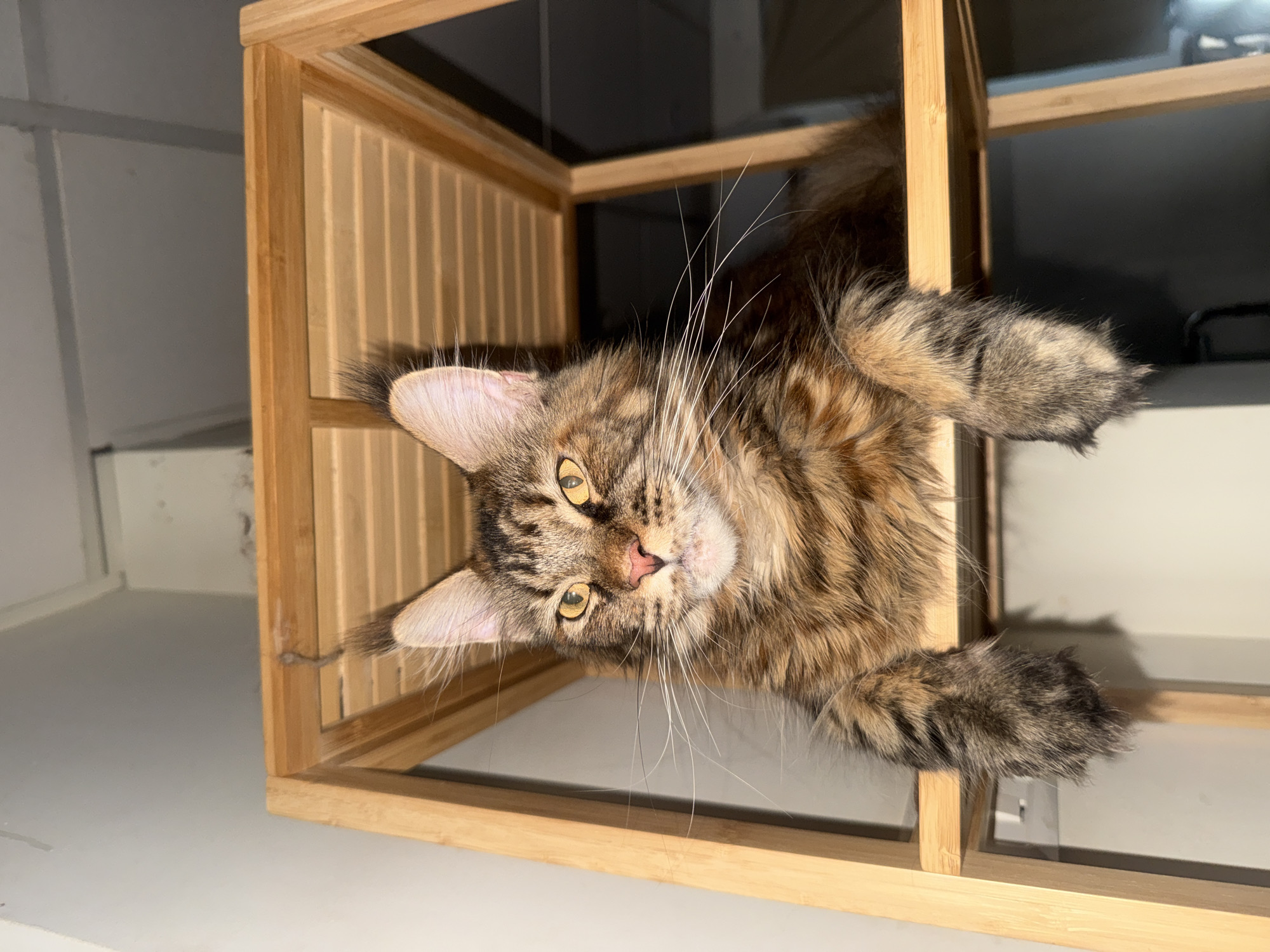 Fluffy cat and Stitch plush share a cozy Herzliya shelf setup