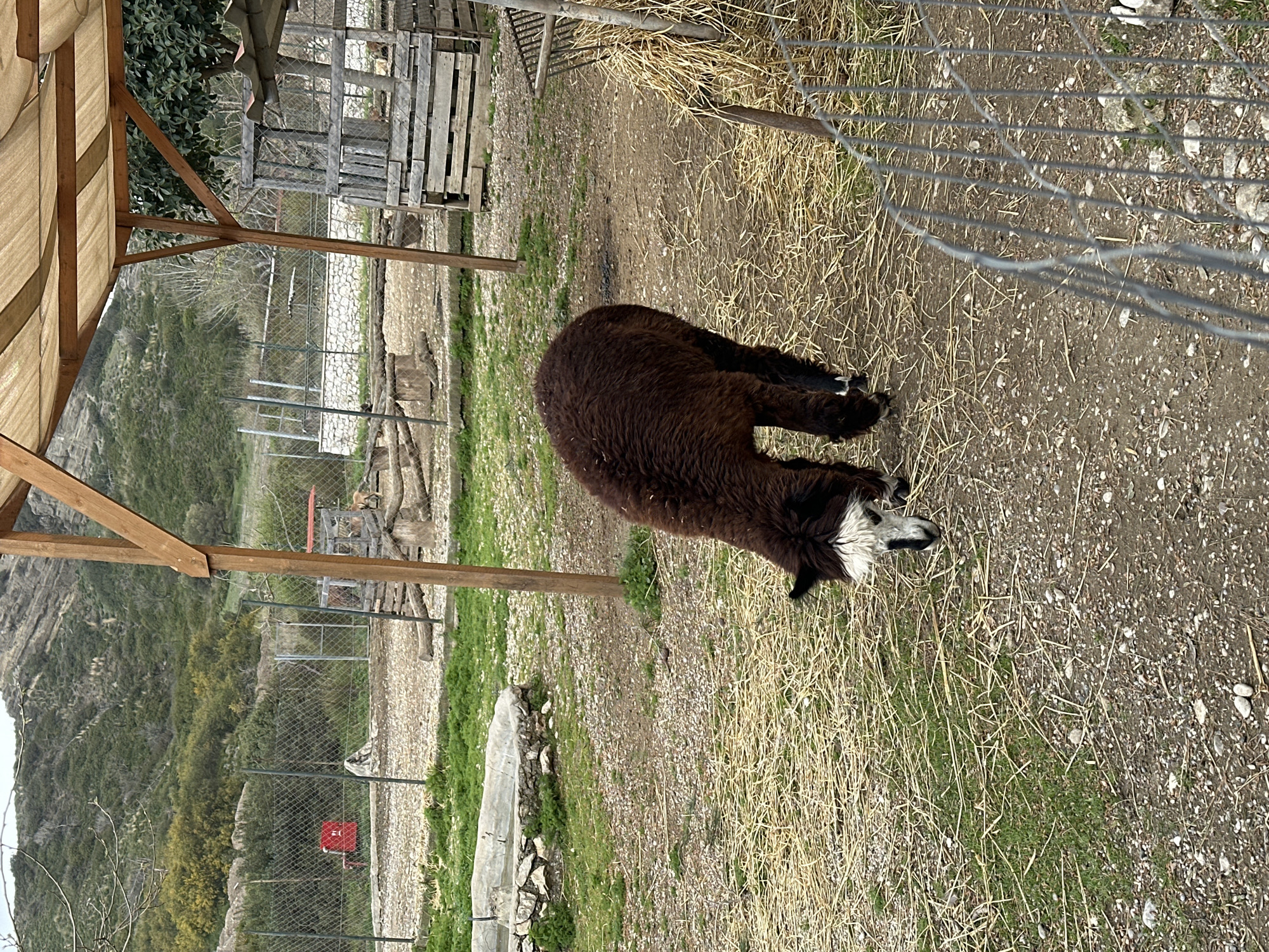 Alpaca and donkey spotted at Greek animal park