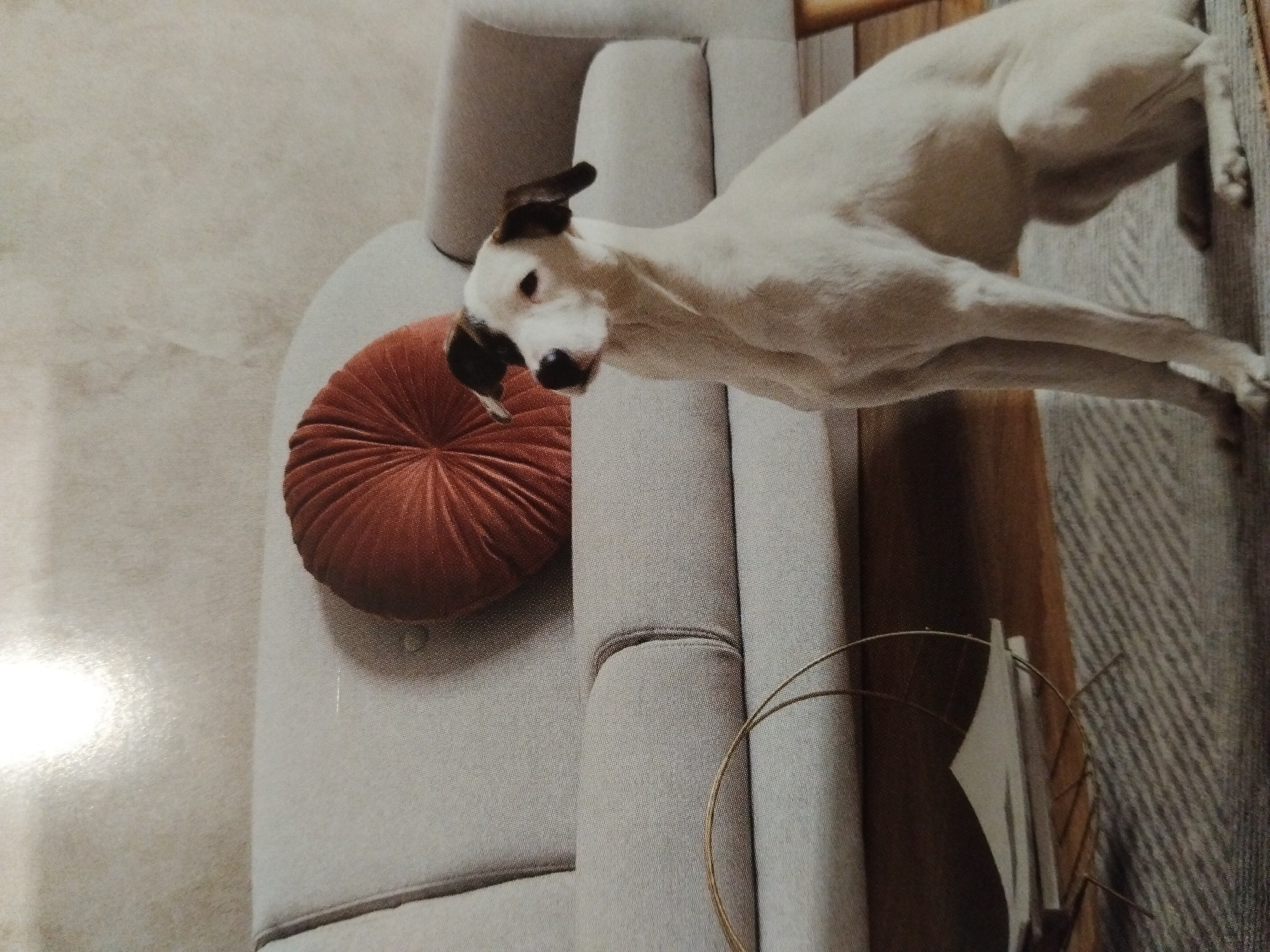 Dog rests on sofa in Bulgarian home