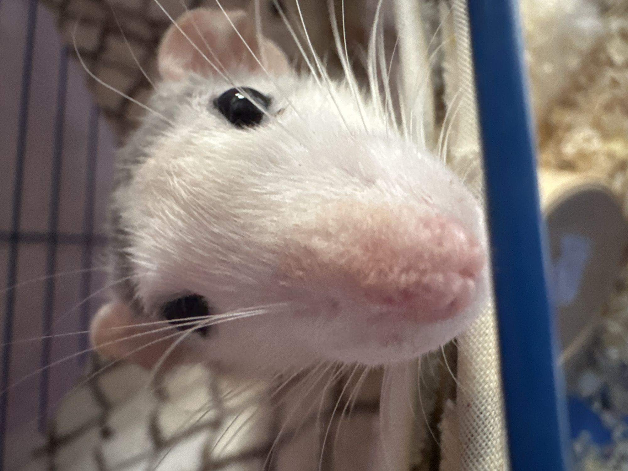 Pet photos captured in Stavropol: sleeping cats and caged rats