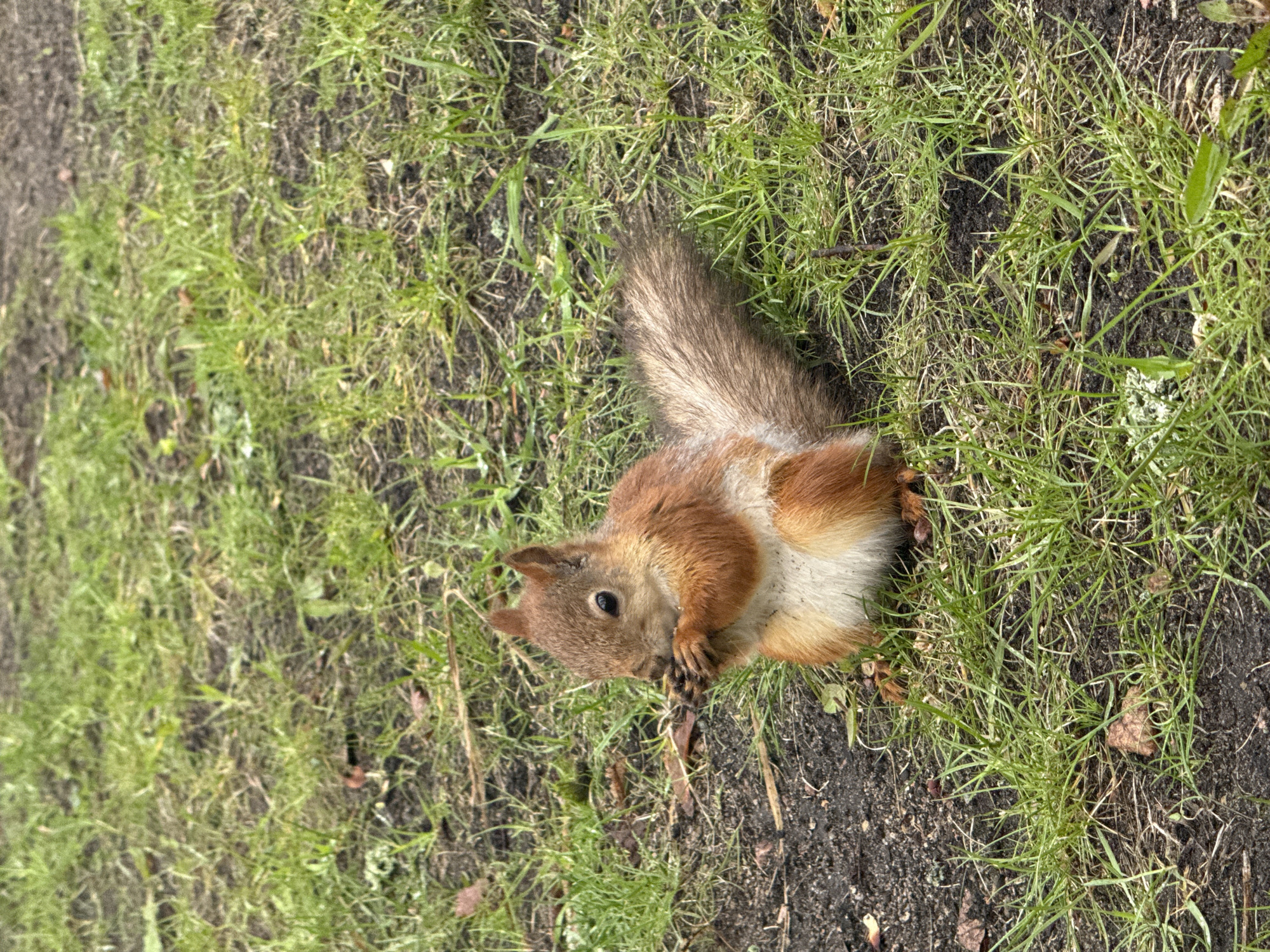 Squirrel feeds in Saint Petersburg park amid urban setting