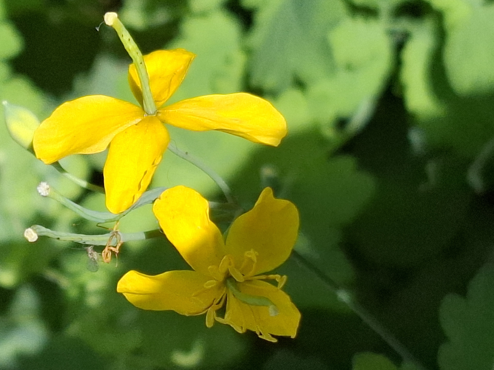 Garden macro photography on a sunny summer morning