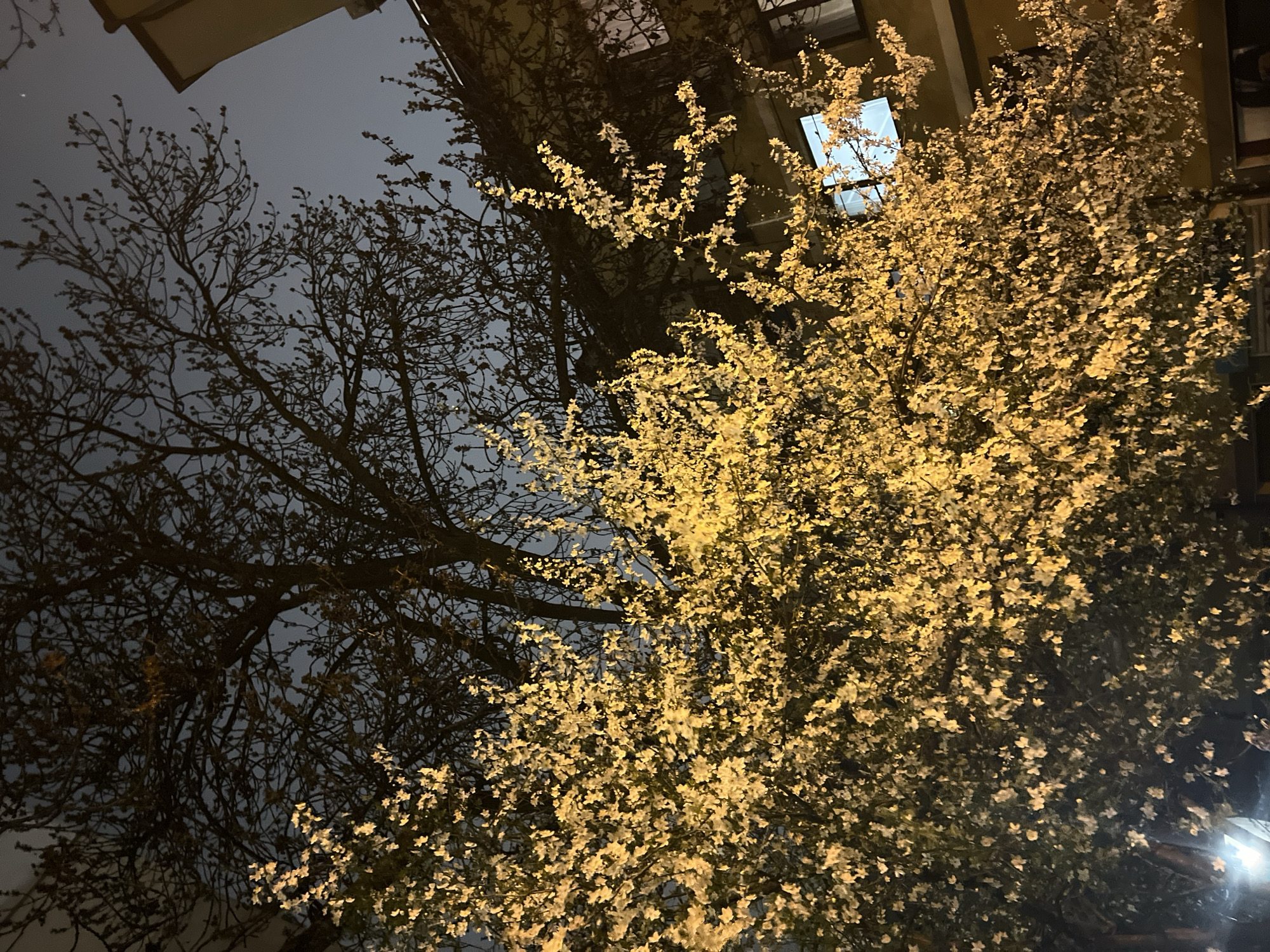 Two contrasting trees photographed against dark sky in Sofia