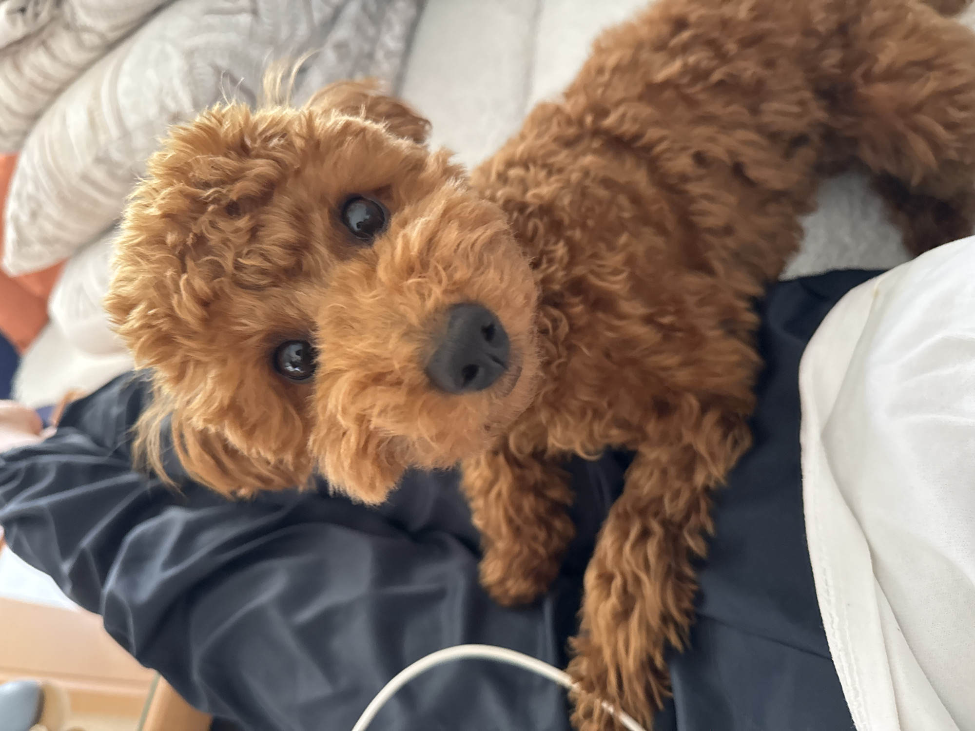 Toy poodle photographed on fabric in Sutomore, Montenegro