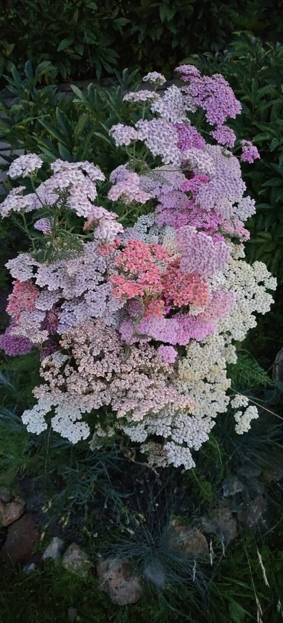 Evening tour of a blooming garden in Noginsk, Russia