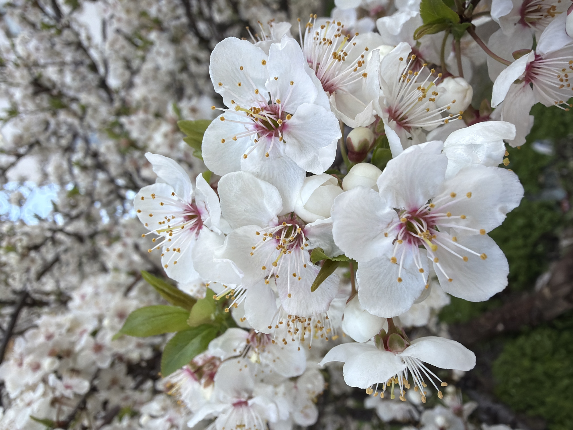 White plum blossoms bloom in Varna, Bulgaria