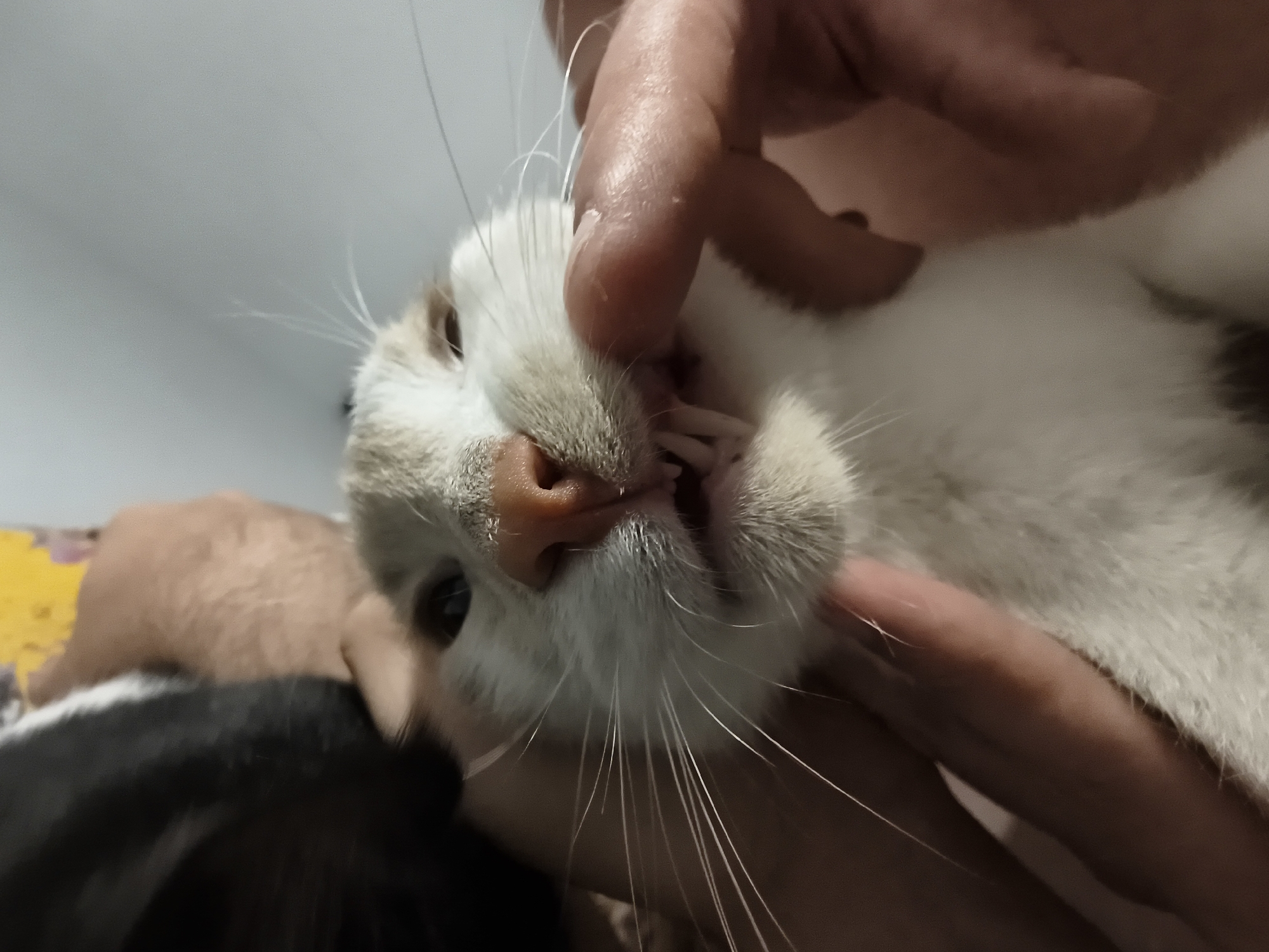 Person examines white-orange cat in Zemun, Serbia