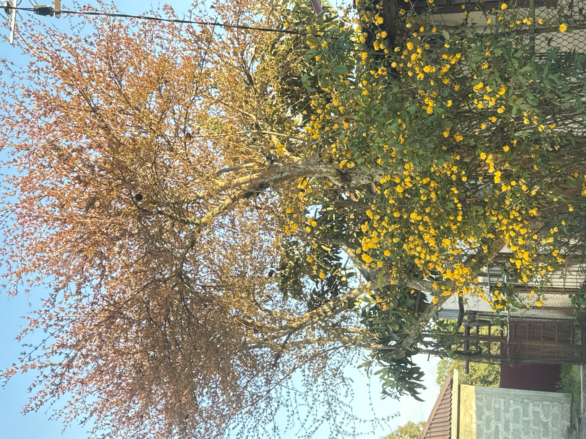 Spring foliage observed against clear skies in Sirius, Russia