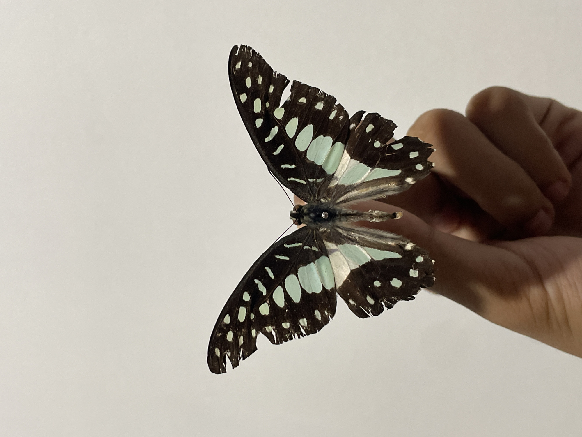 Butterflies, street food, and a sleeping dog in Davao City