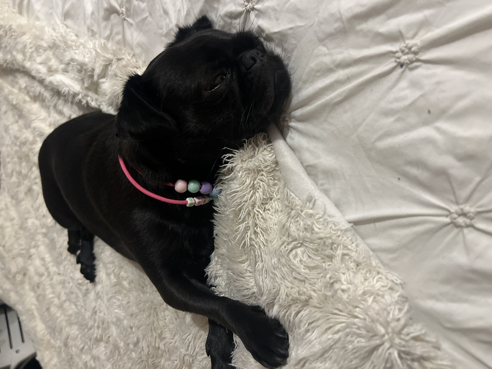 Black pug with pink collar rests on white bedding in Miraflores