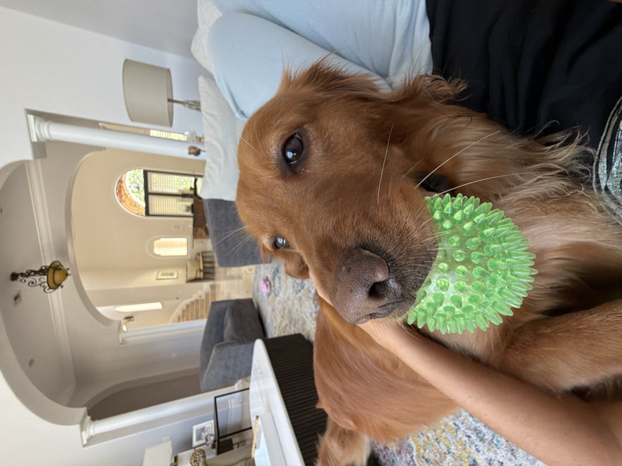 Golden retriever and poodle mix relax at Pinecrest home