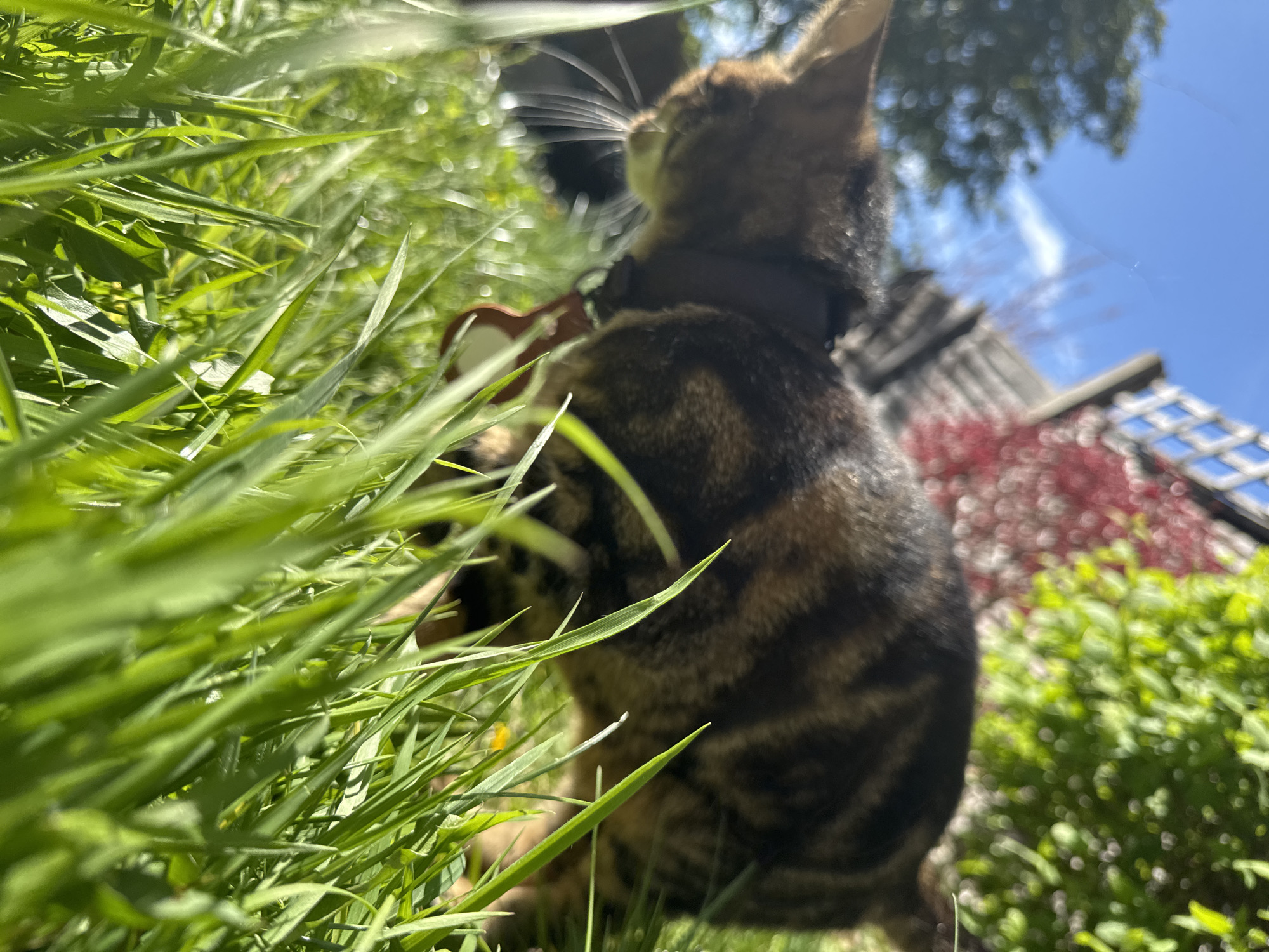 Multiple domestic cats spotted in Desborough neighborhood gardens