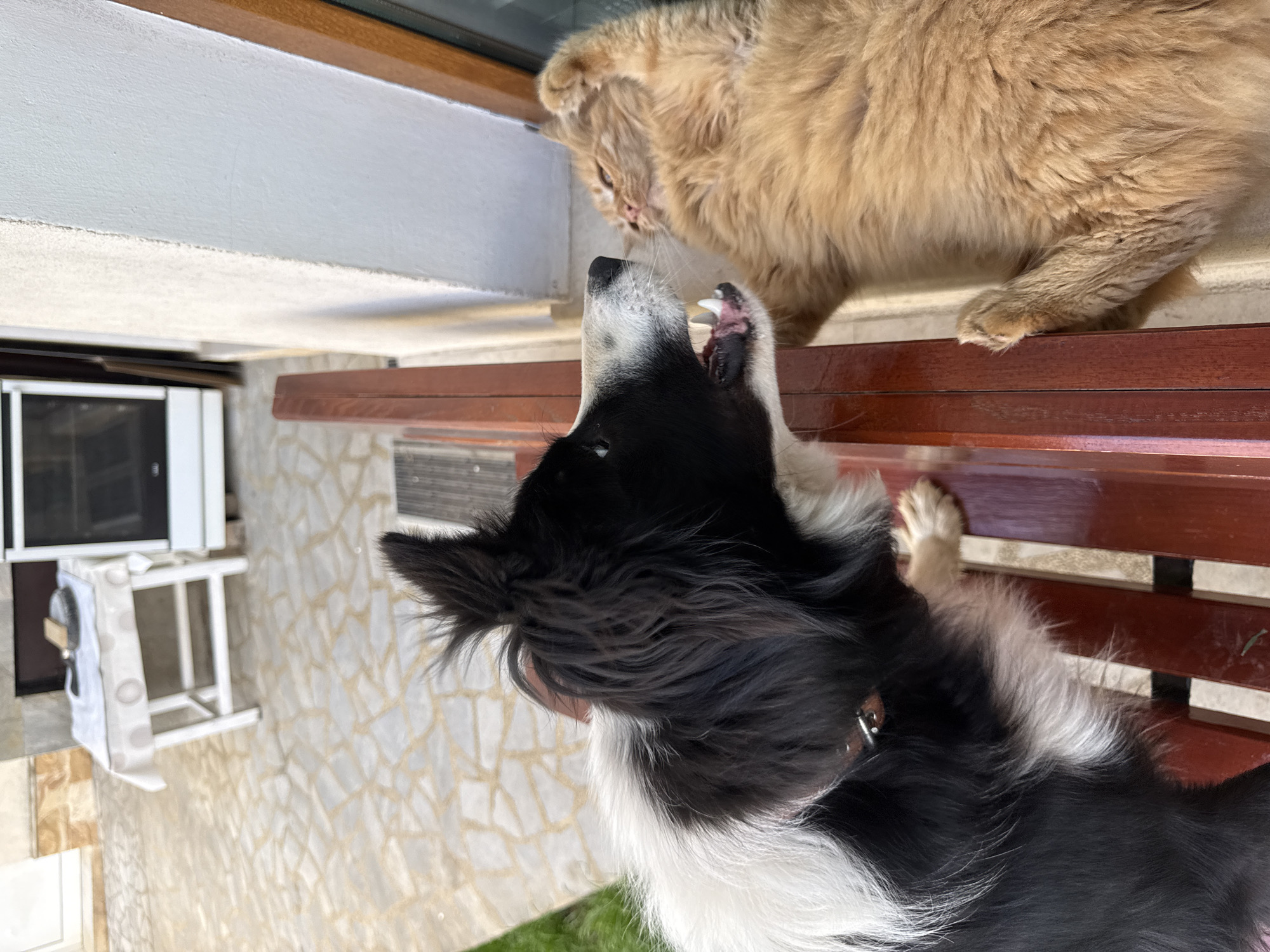 Dog and cat observed in territorial encounters in Berkovitsa