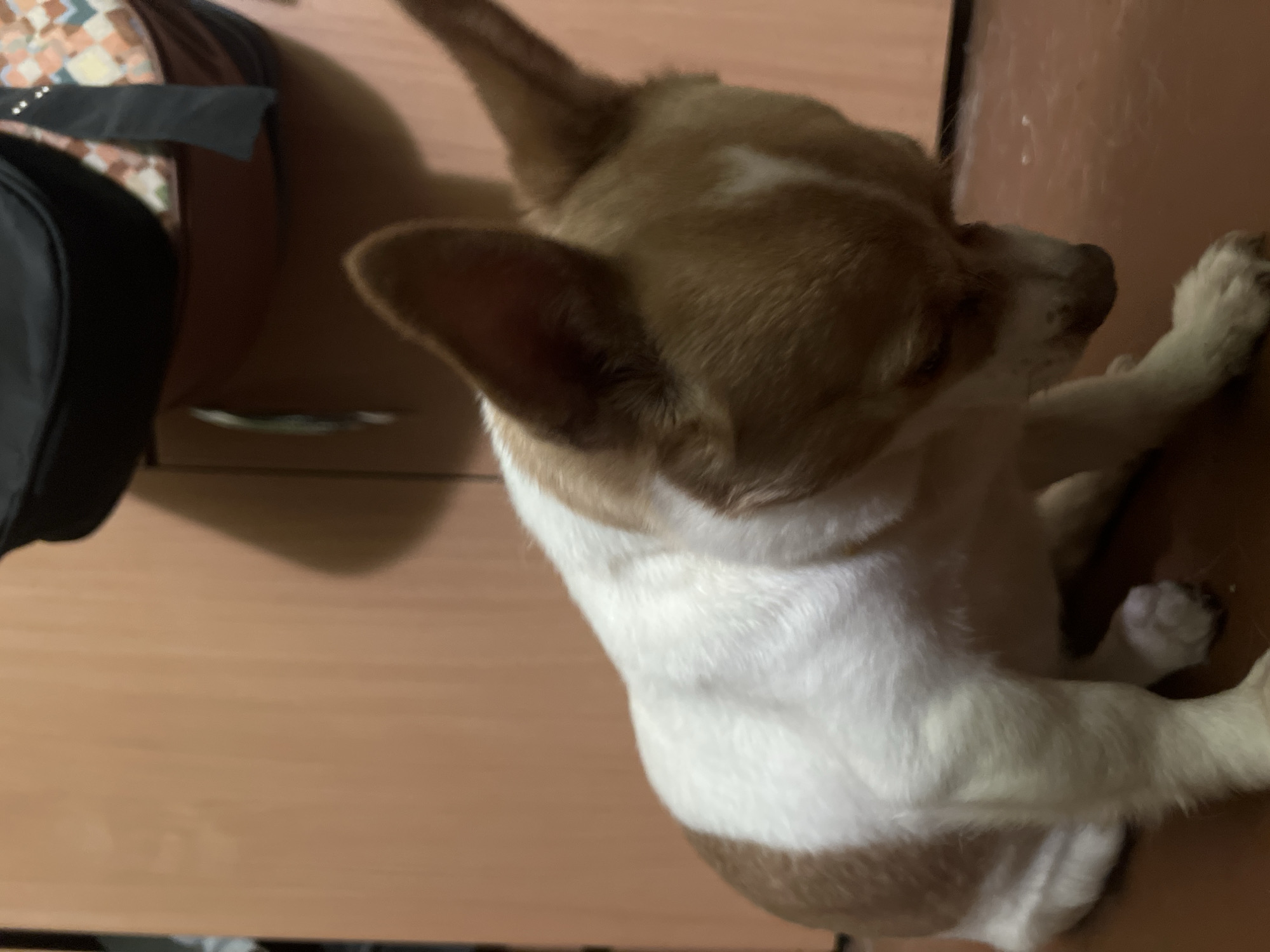 Chihuahua's quiet evening indoors in Sevastopol