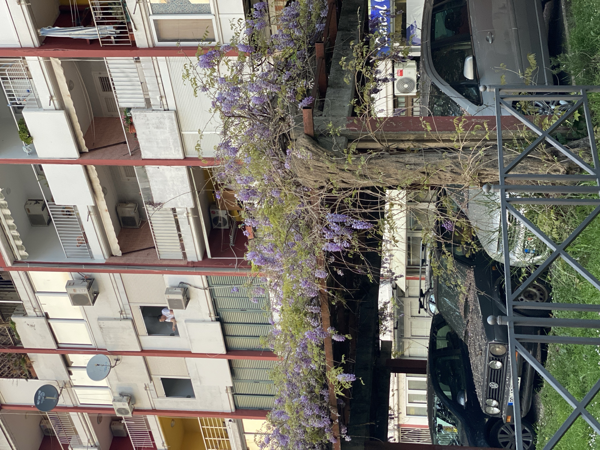 Spring afternoon scenes captured across Budva's parks and buildings