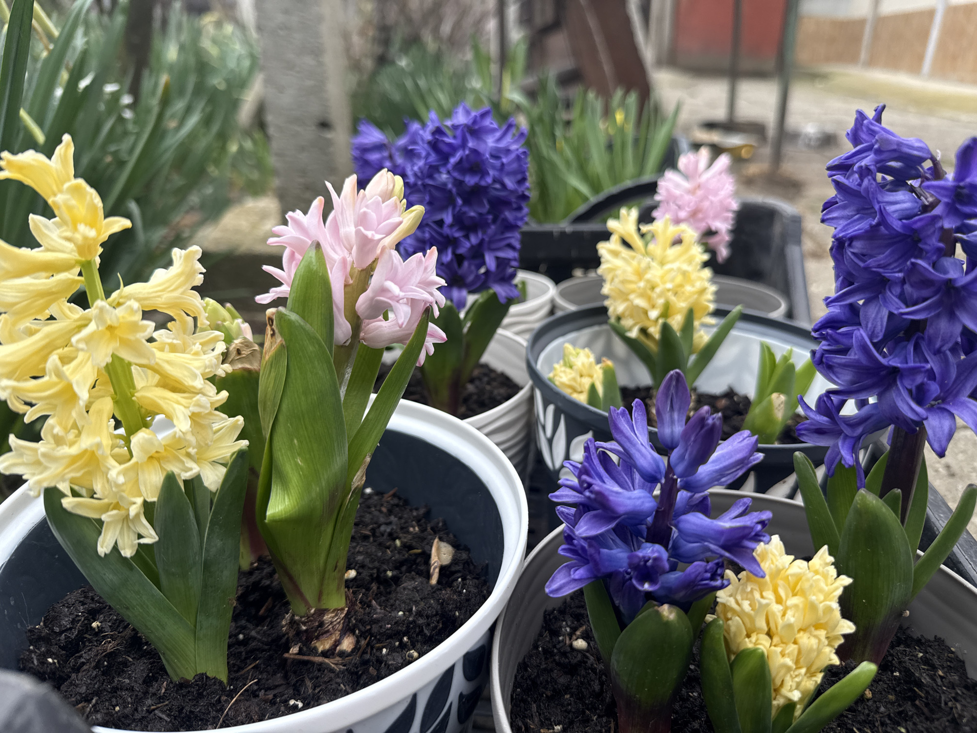 Colorful hyacinths displayed in pots in Pirne, Bulgaria