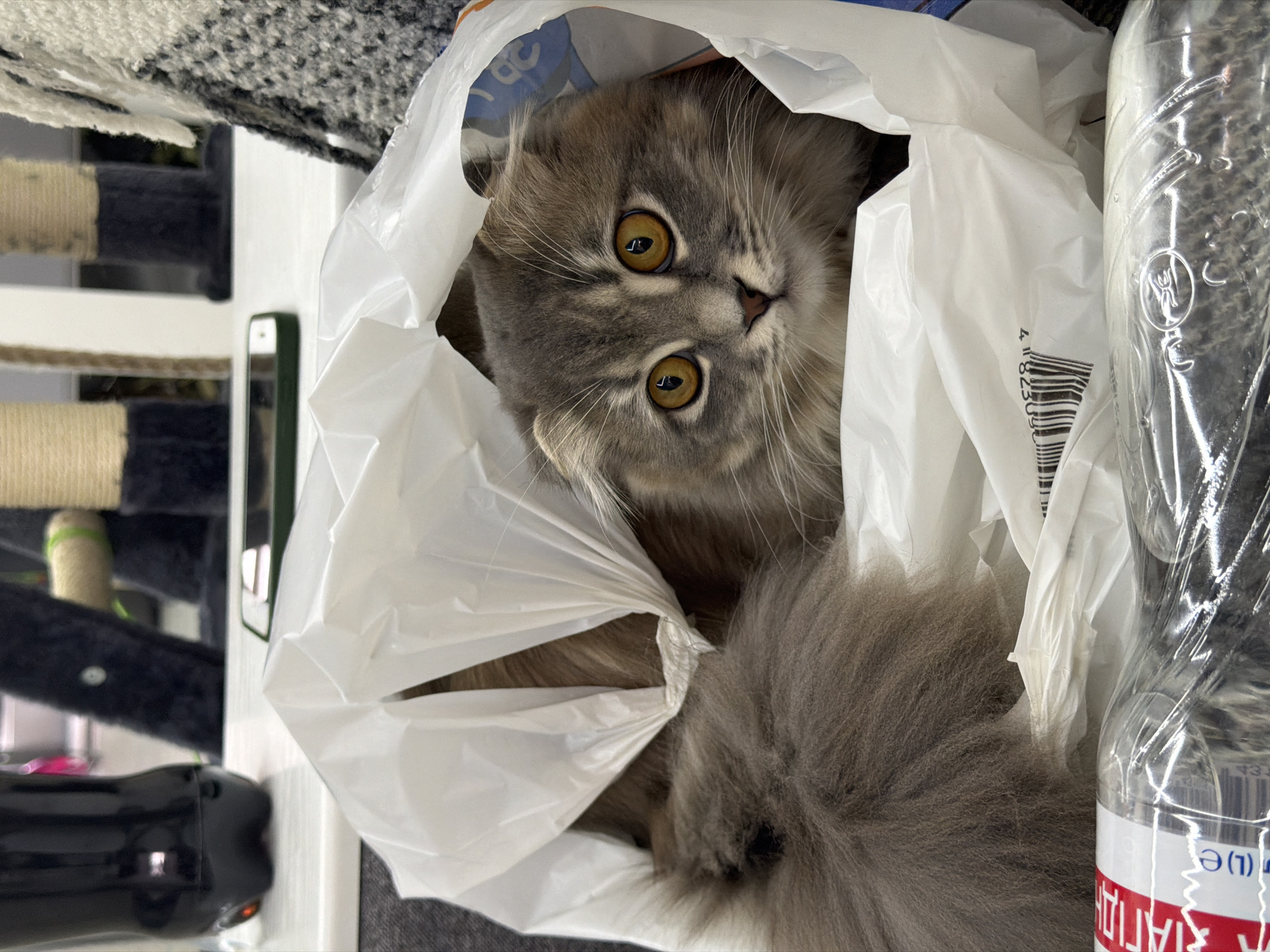 Grey cat peeks out from a plastic bag in Vovchynets