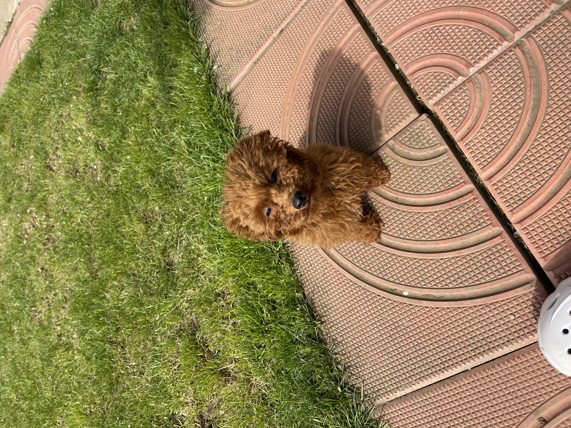 Sofia resident documents morning playtime with poodle and cat