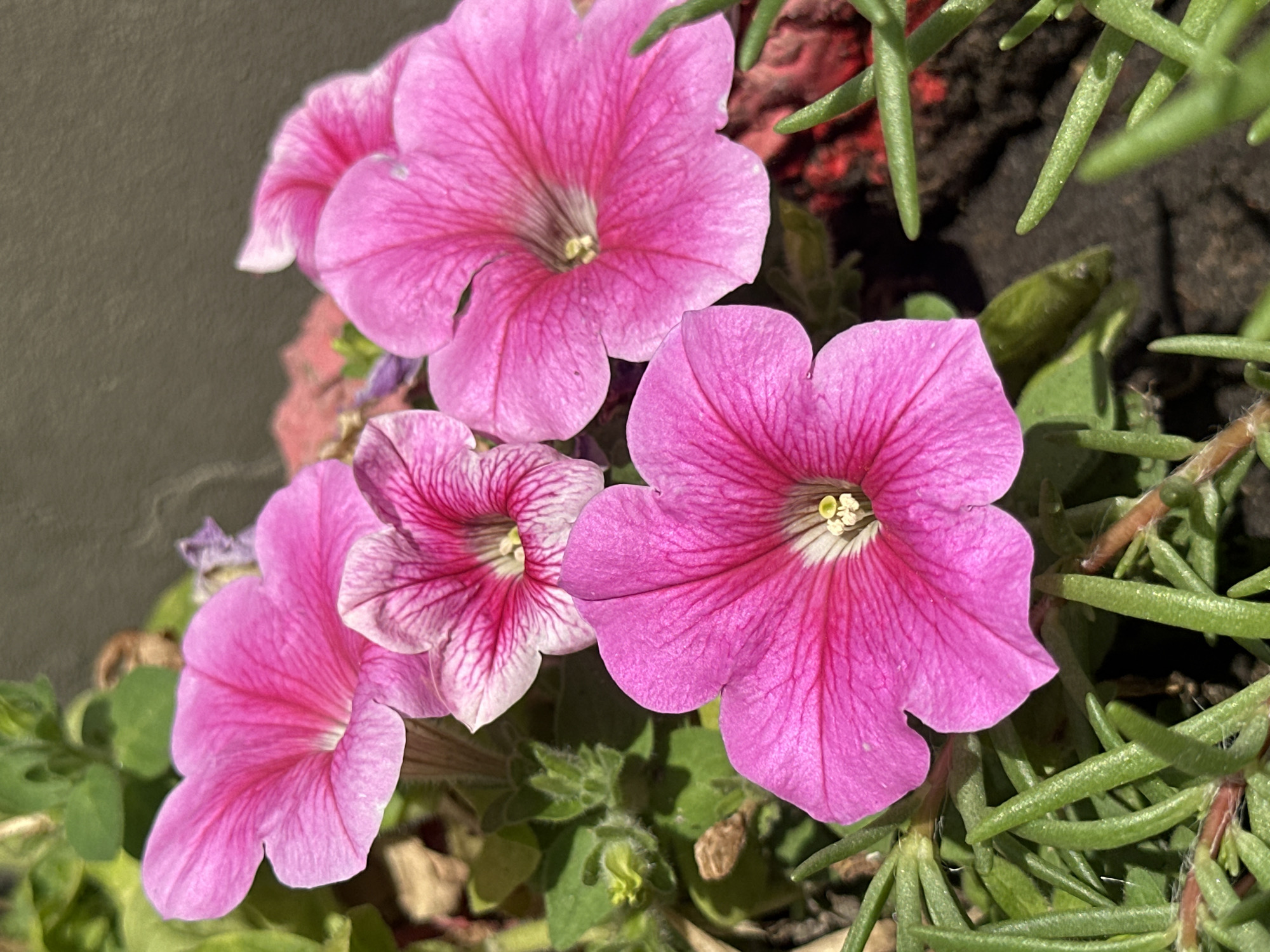 Close-up garden and houseplant photography from a Lobacheve home