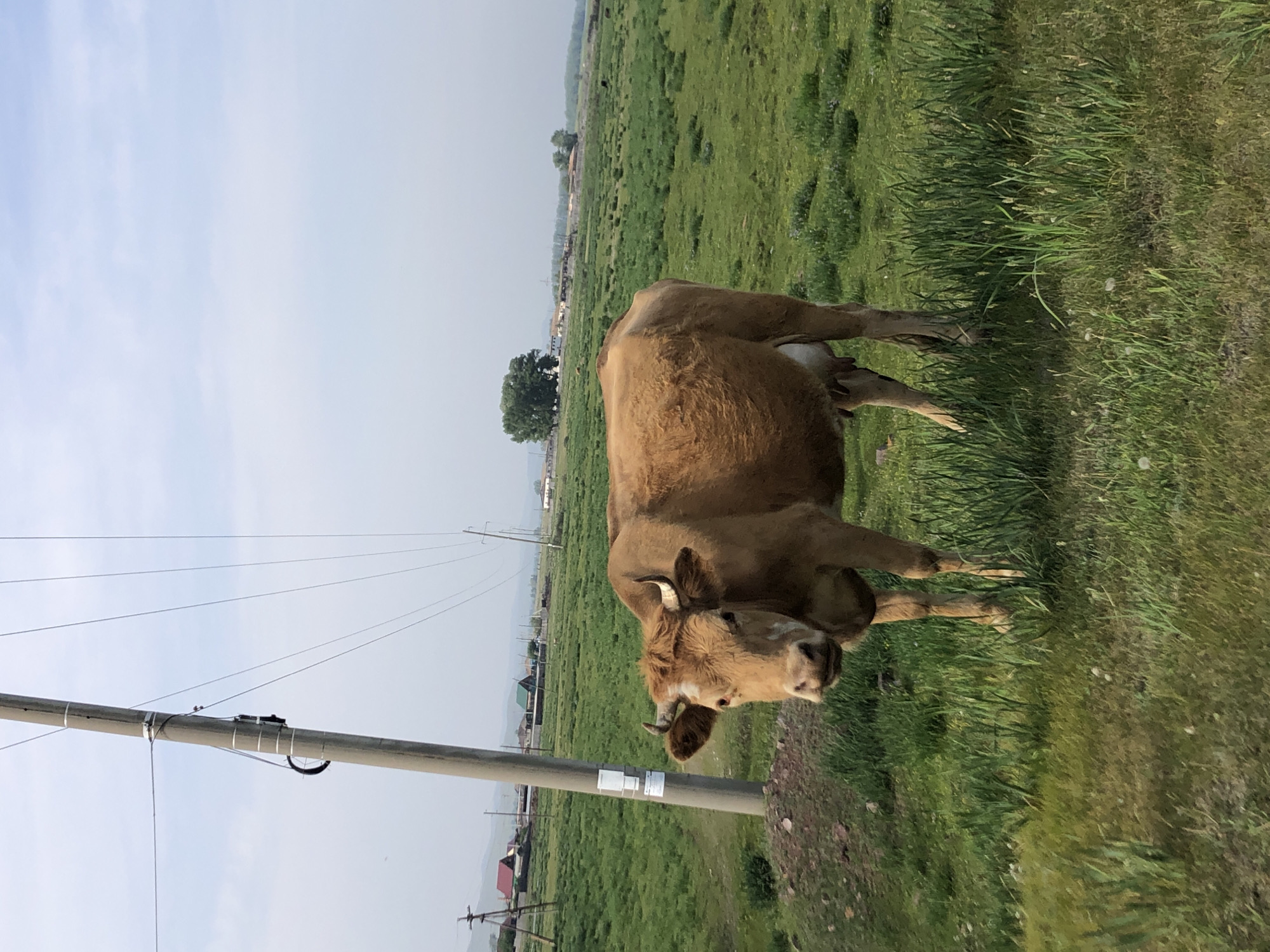 Brown cow with horns spotted in Russian field