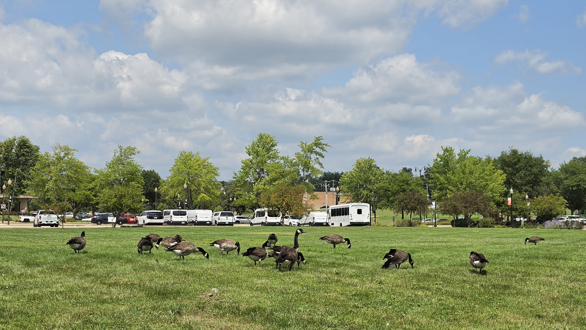 Fox River dam, geese, and riverside scenery in Elgin