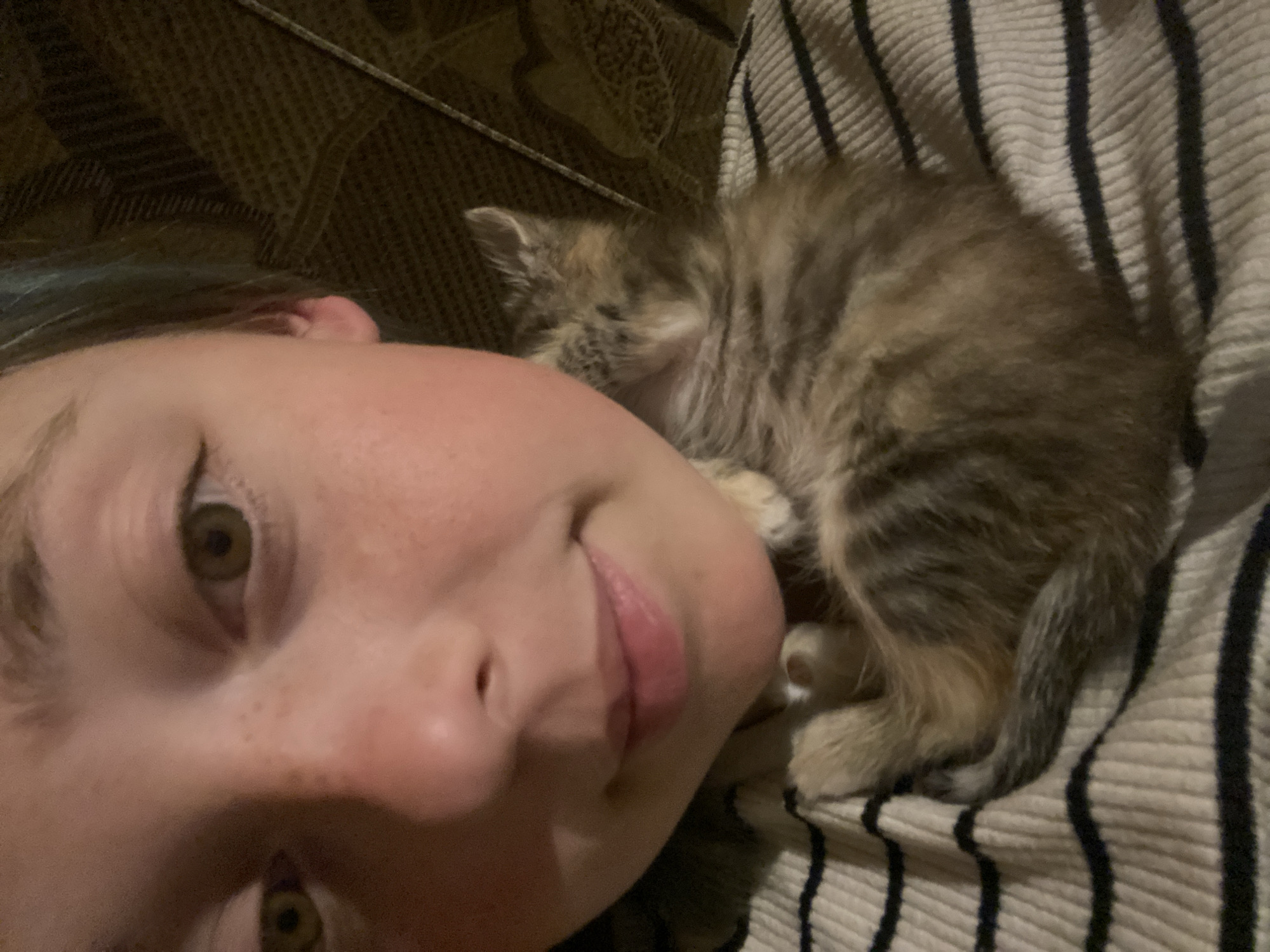 Tiny tabby kitten cuddles close in a lazy afternoon hang