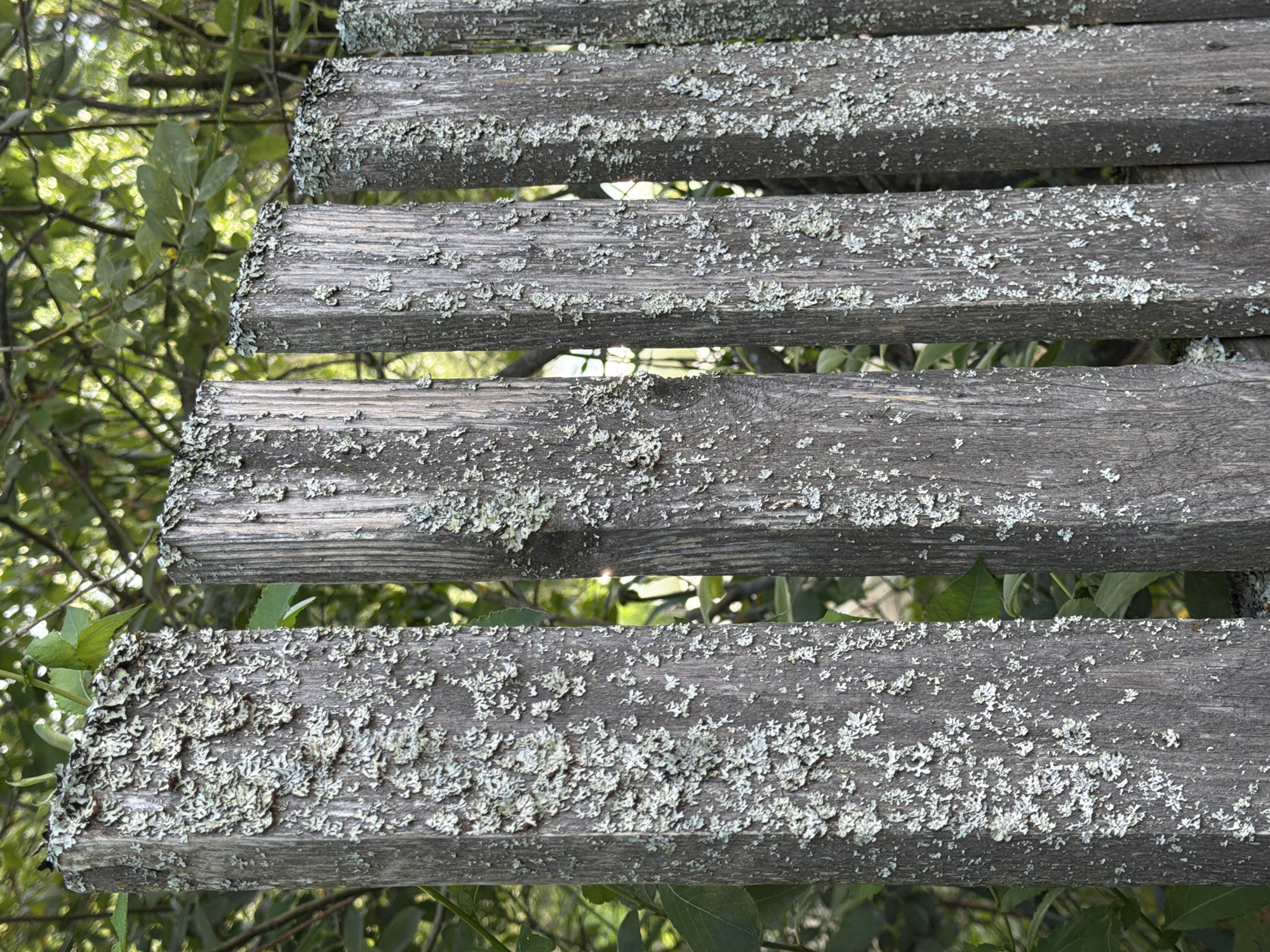 Macro details from a Pokrov garden on a summer afternoon