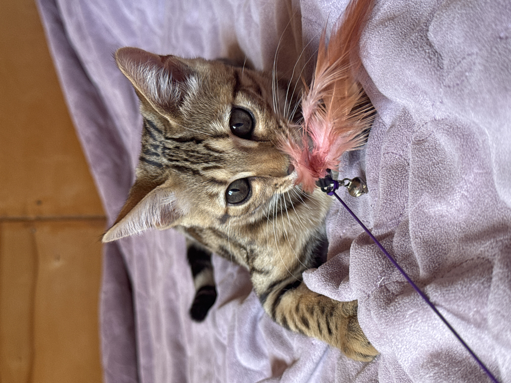 Cats playing and resting on purple blankets in Rzhev