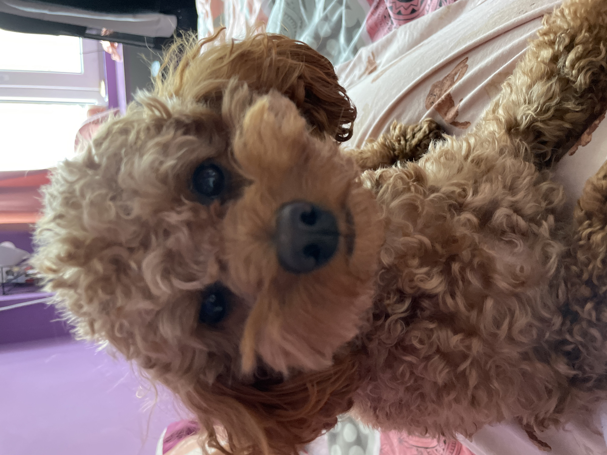 Small curly dog photographed on bed in Pazardzhik, Bulgaria