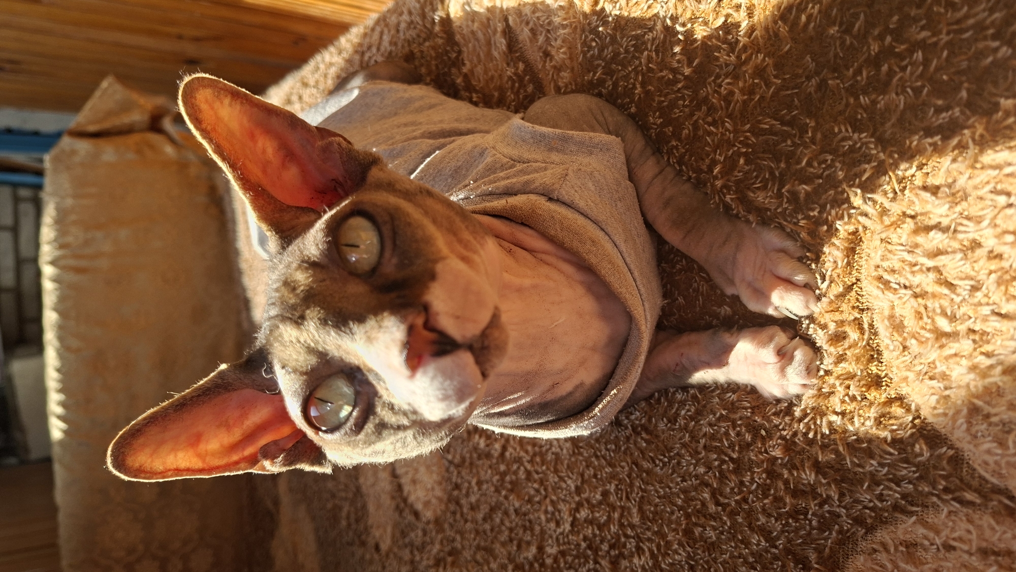 Sphynx cat in sweater photographed on rug in Belarus