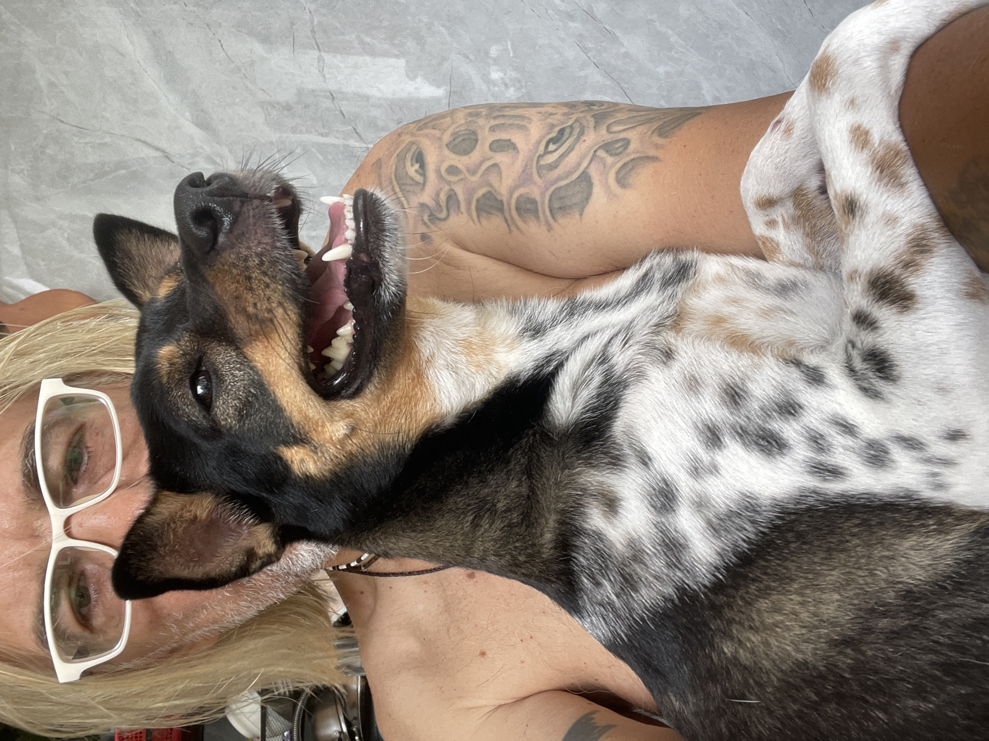 Person and German Shepherd share quiet morning moments in Vietnam