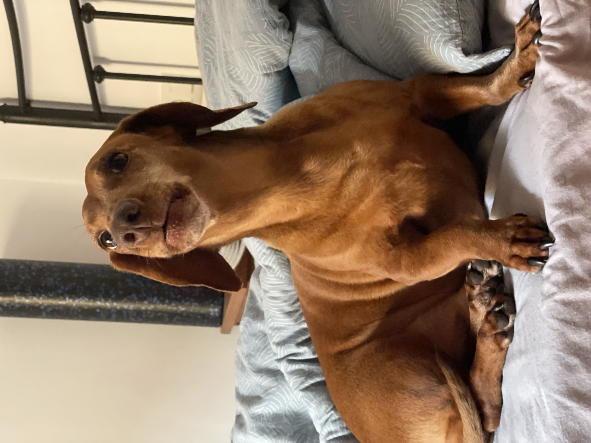 Dachshund's lazy June evening in a La Línea apartment
