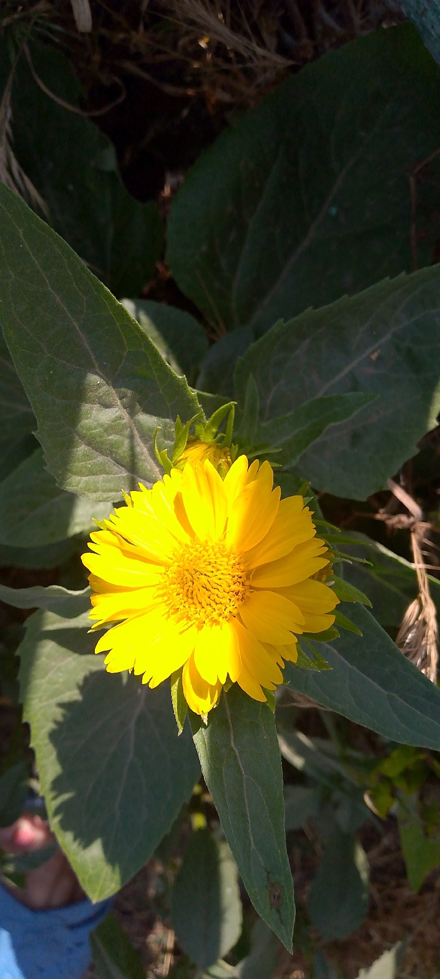 Vivid yellow flower in close-up, Shkurinskaya