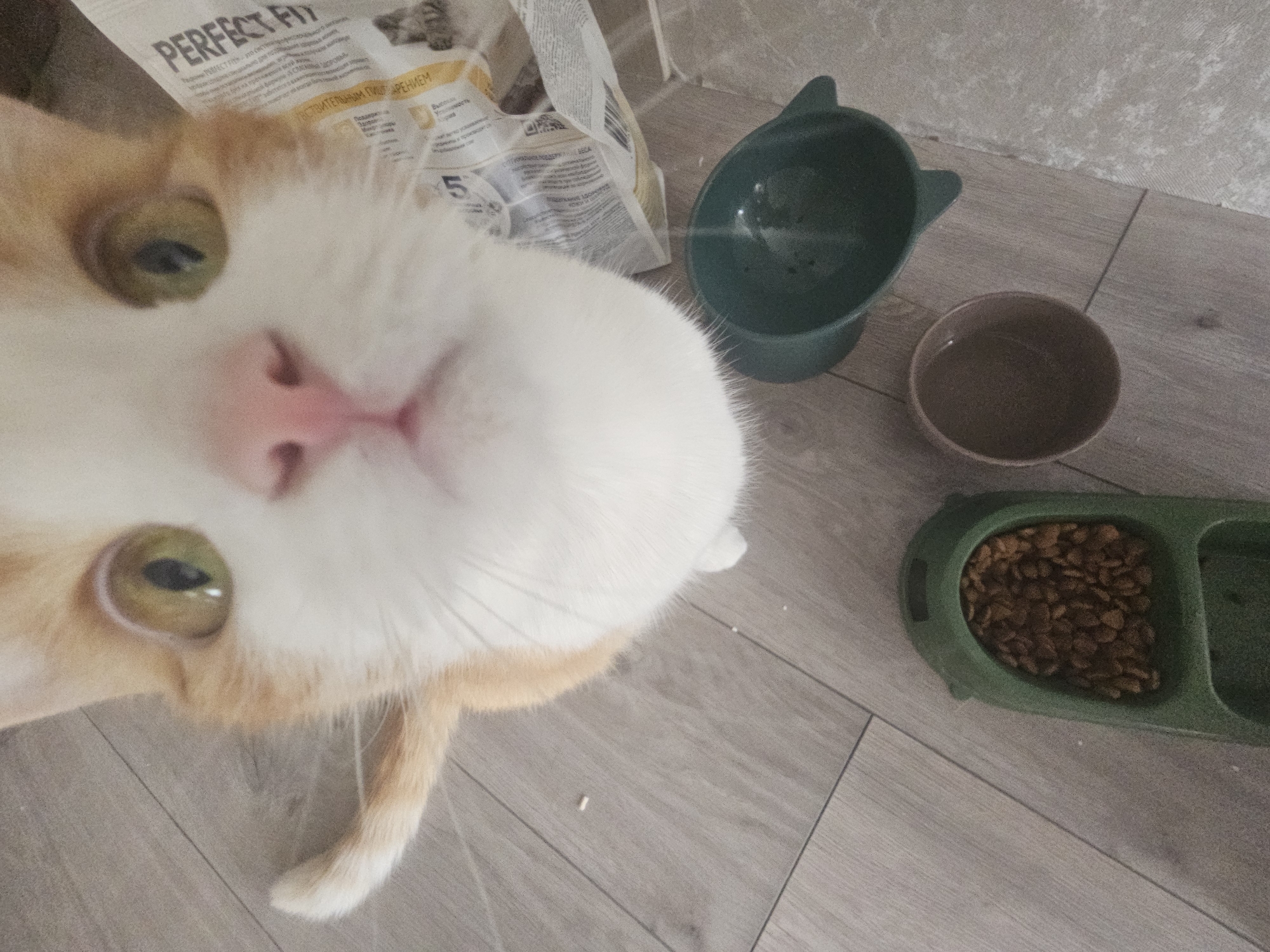Ginger cat at home in a Tosno residential neighborhood