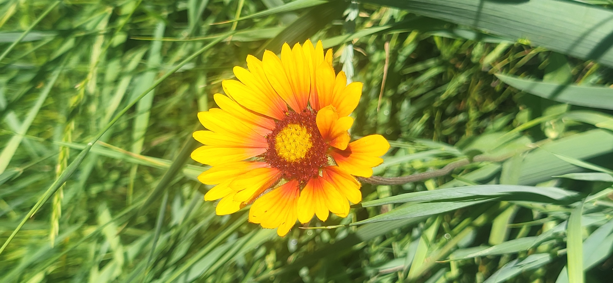 Garden macro photography and quiet morning scenes in Tetianivka