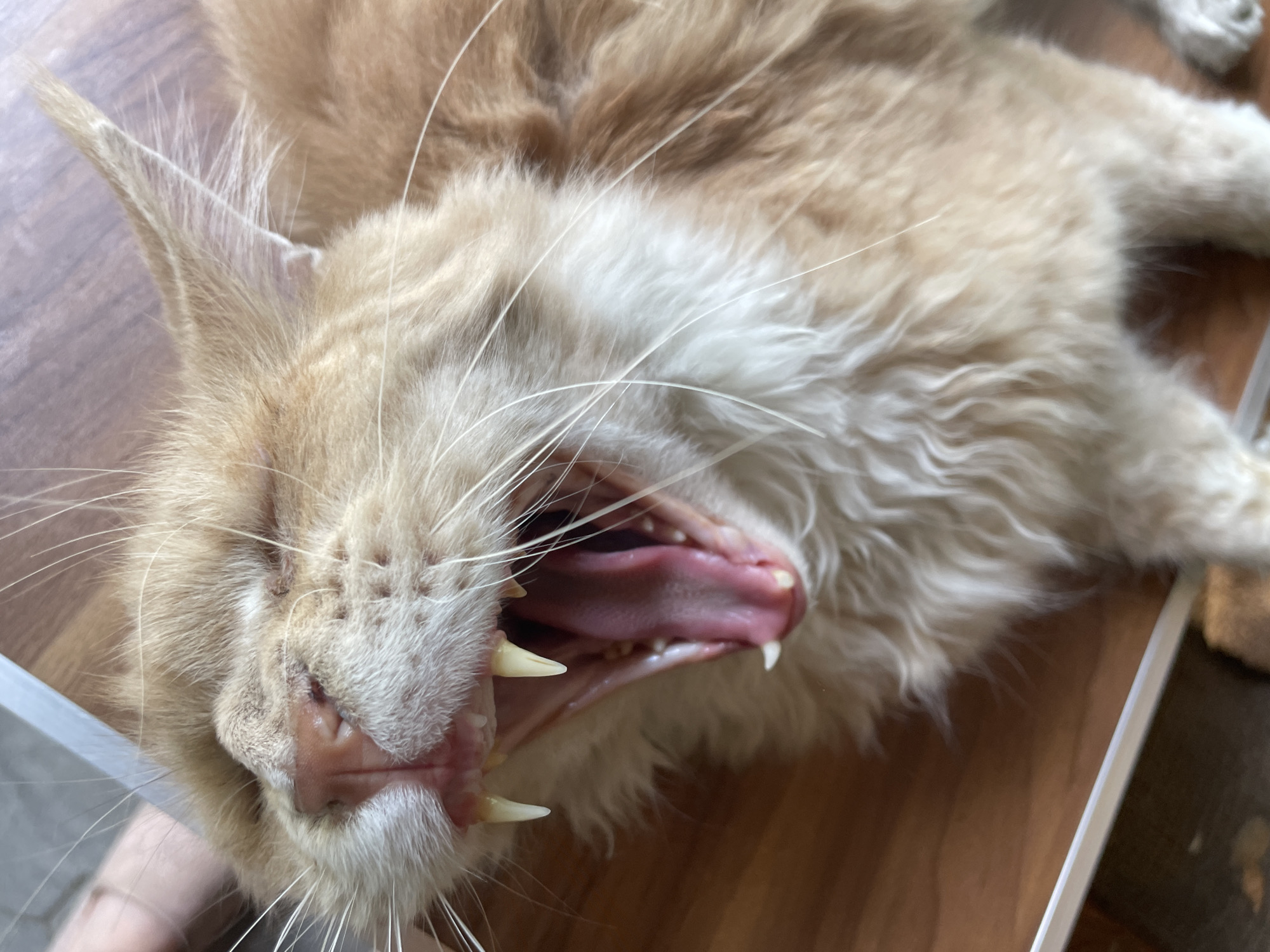 Morning cat photography session documented in Almaty, Kazakhstan