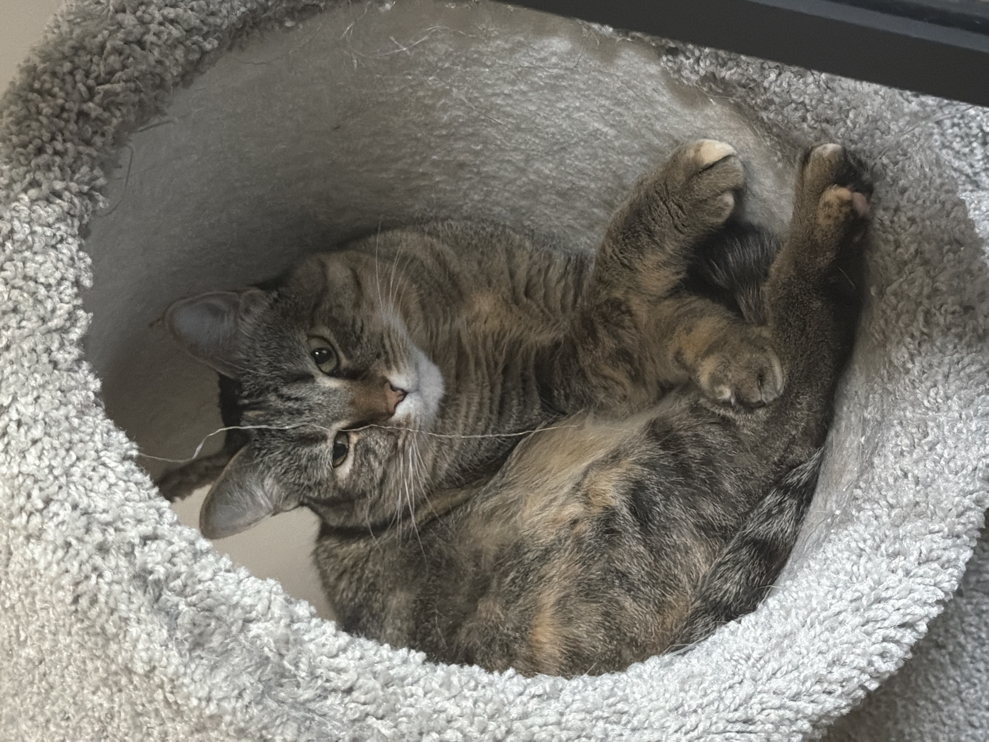 Tabby cat fully relaxed in a cozy gray cat bed