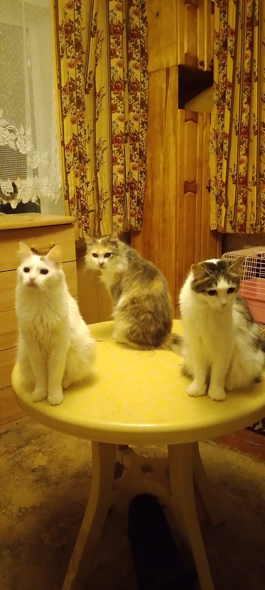 Busy evening with a houseful of cats in Belgorod
