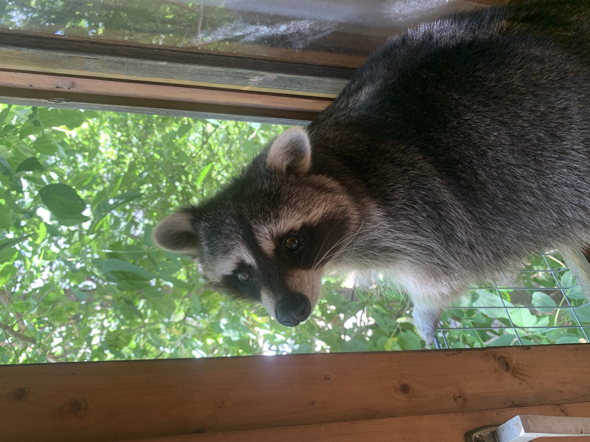 Raccoon roams a rustic space alongside a few shelf oddities