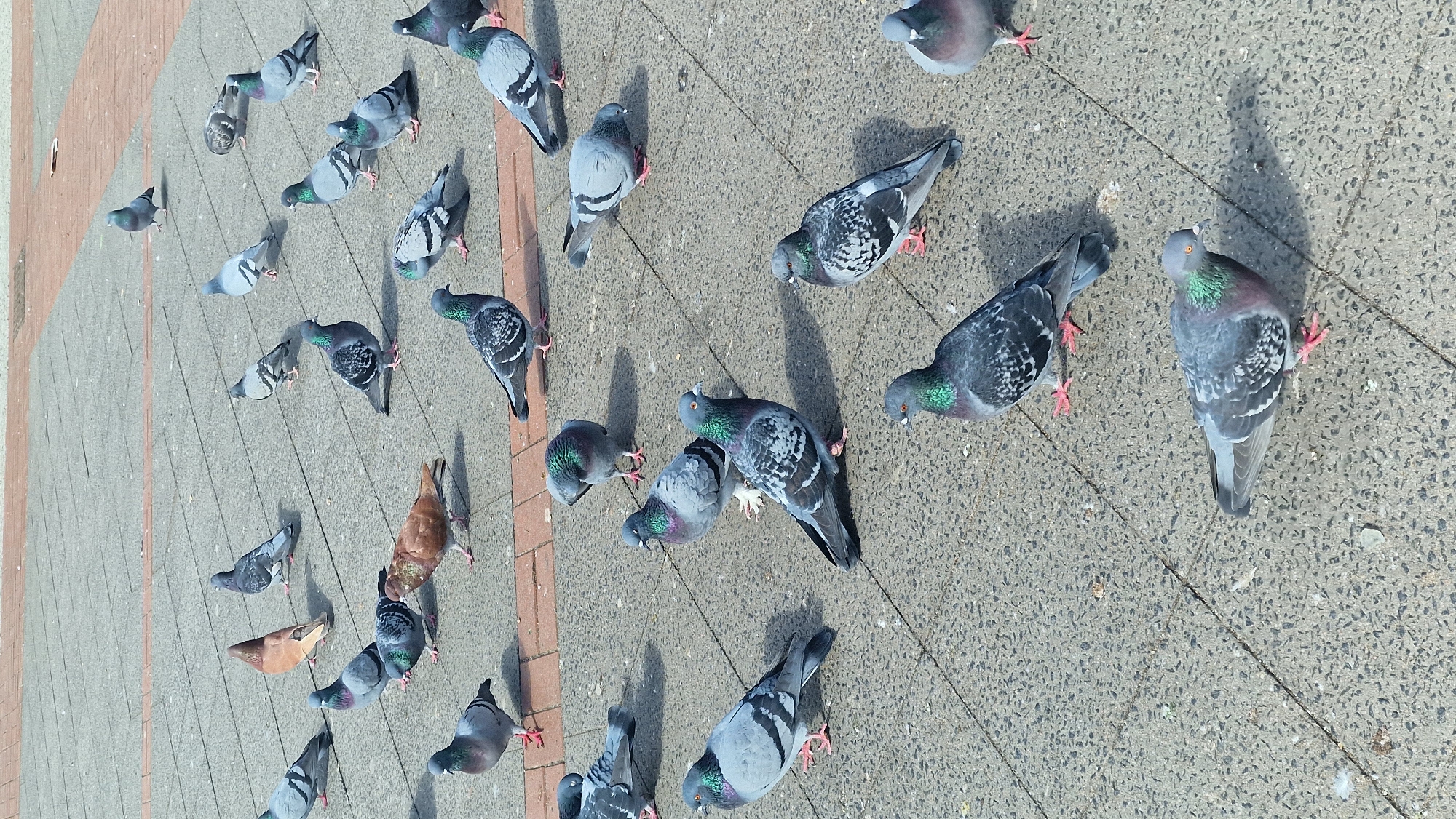 Pigeons gather on Berlin street pavement