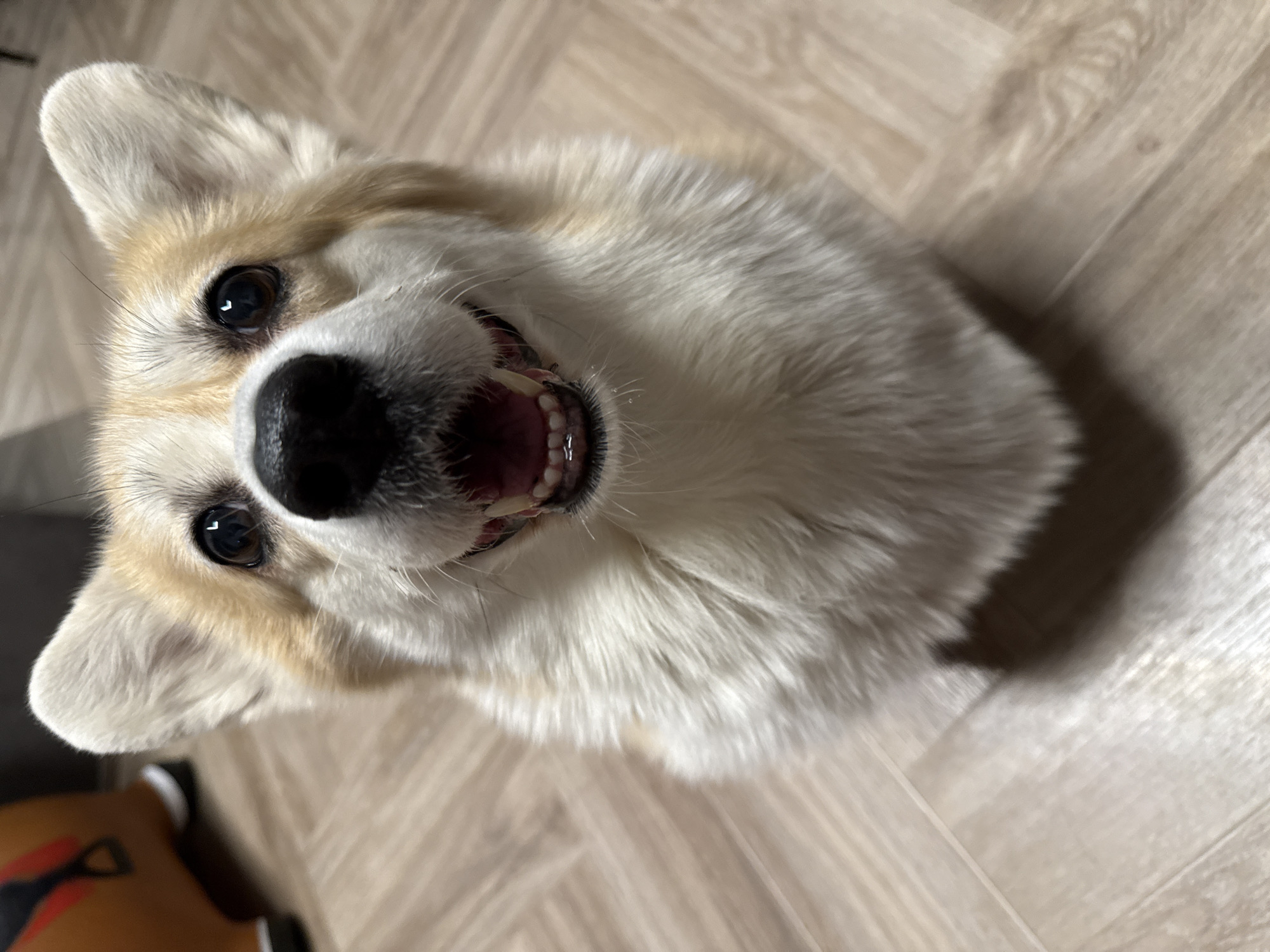 Corgi photographed multiple times indoors in Krasnoyarsk apartment