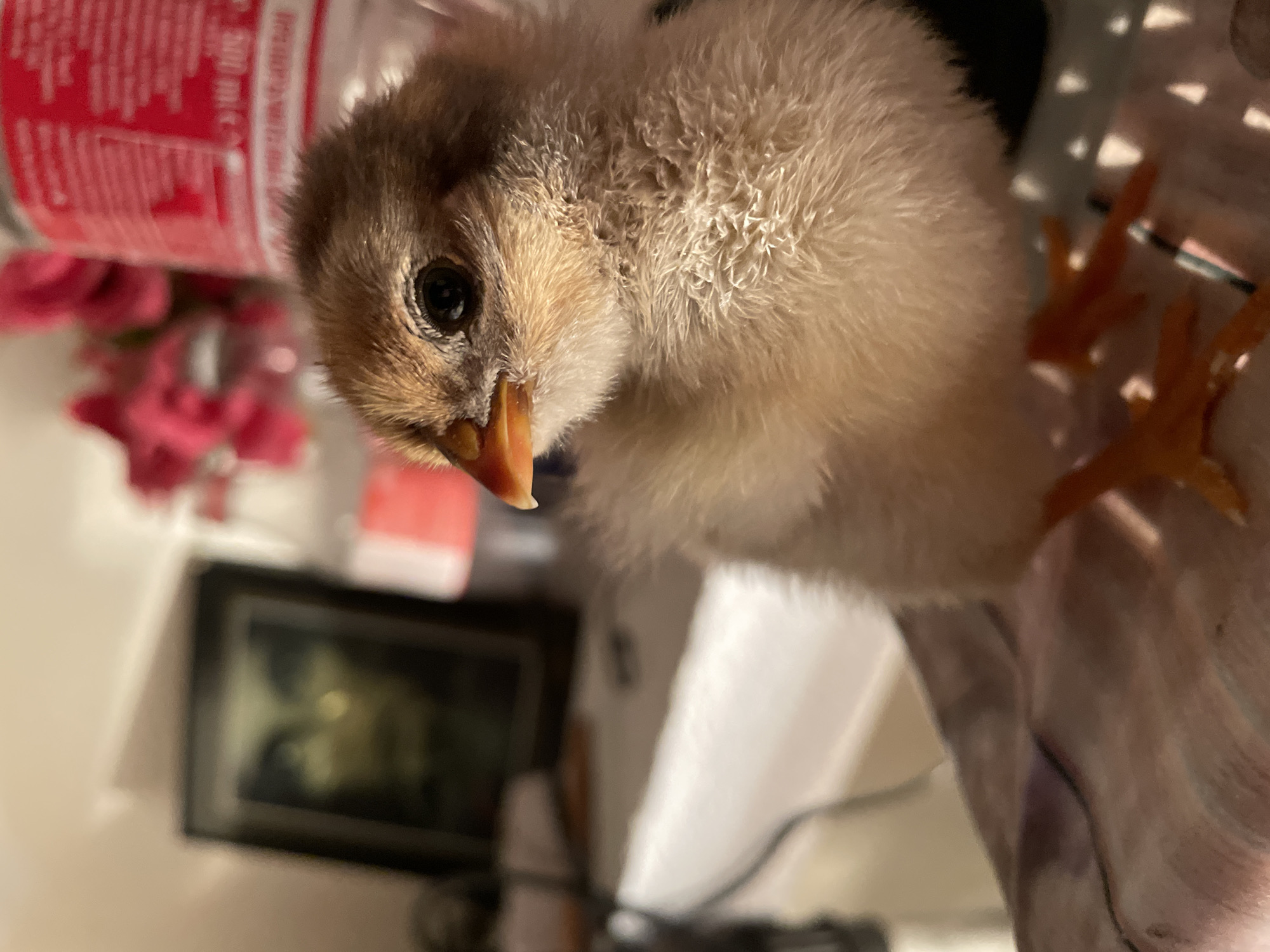 Baby chicks documented in indoor brooder in Zlatograd, Bulgaria