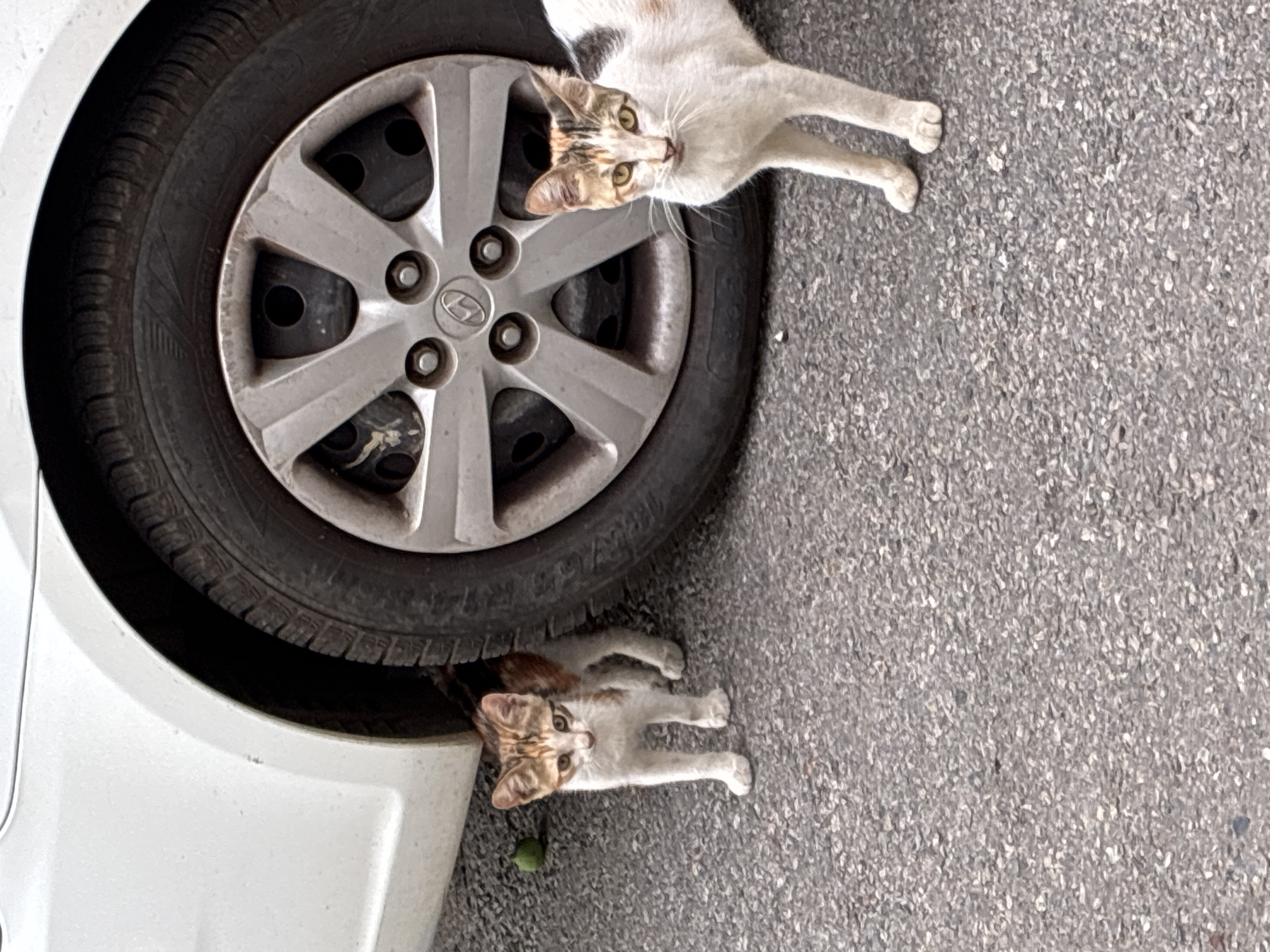 Two street cats pause beside a parked car in Alanya