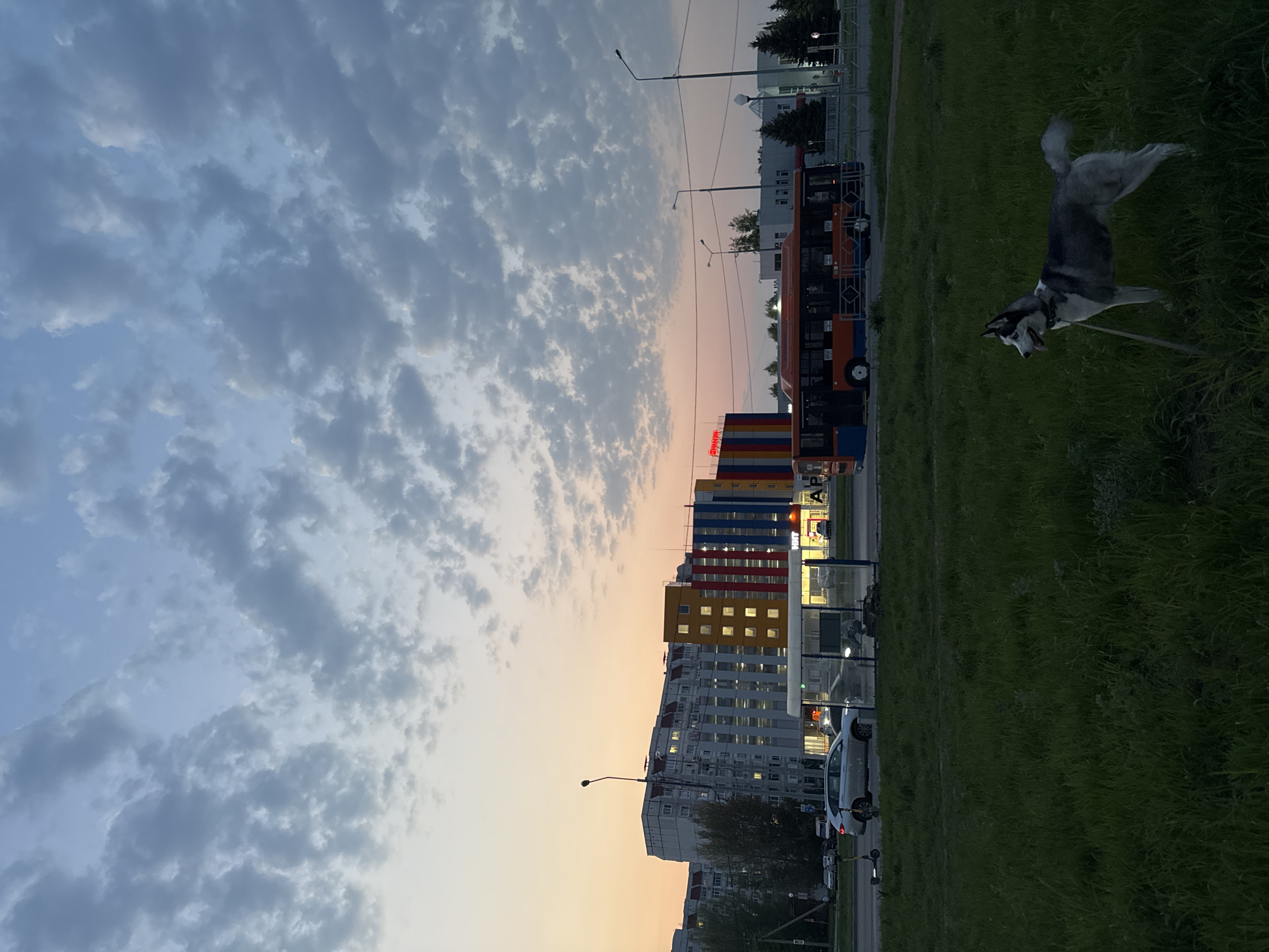 Woman walks husky dog in city during twilight