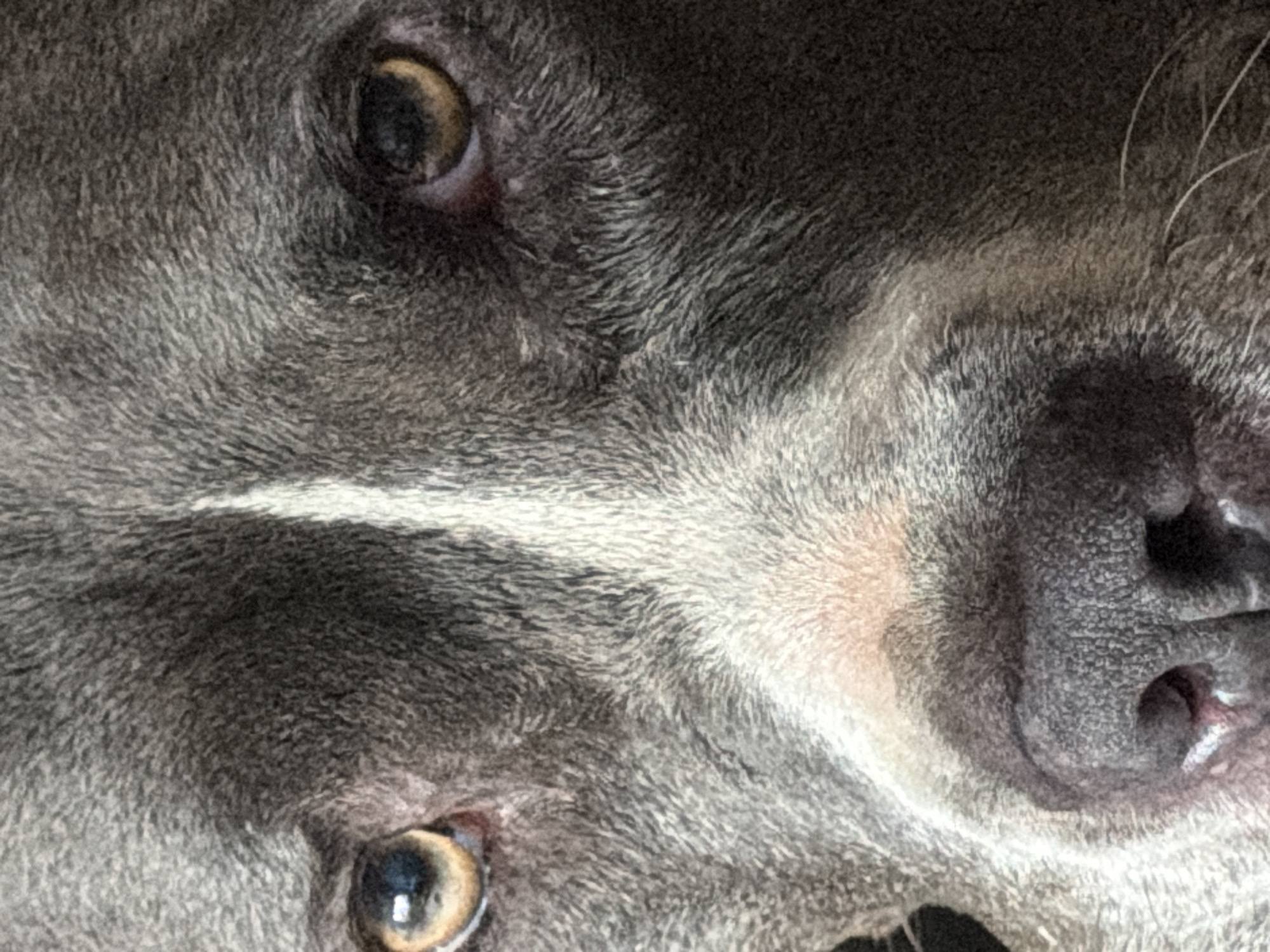 Grey pit bull relaxing at home in Luxembourg