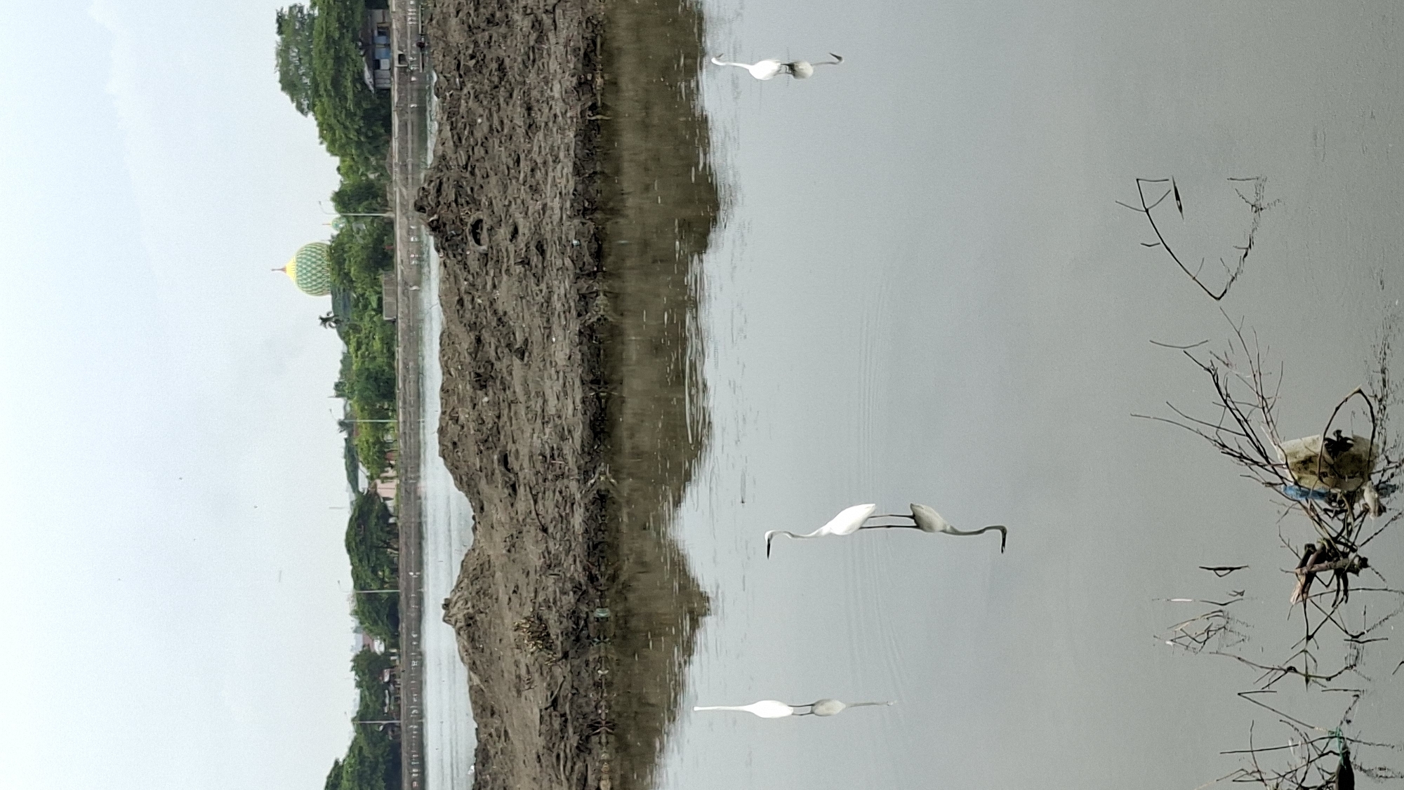 Egrets fish amid active excavation on a debris-lined Lhokseumawe waterfront