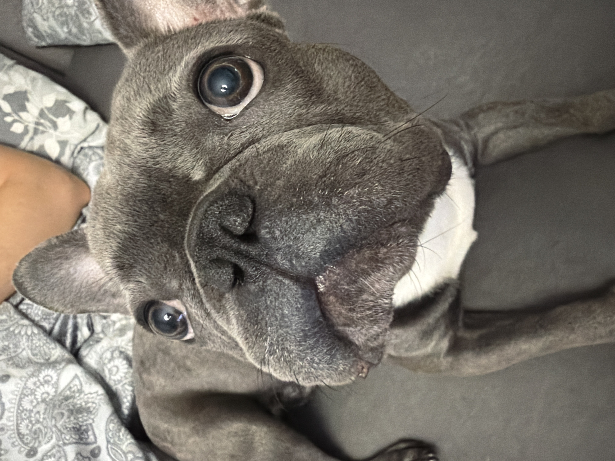 French Bulldog Photo Session Captured in Ruse Bulgaria