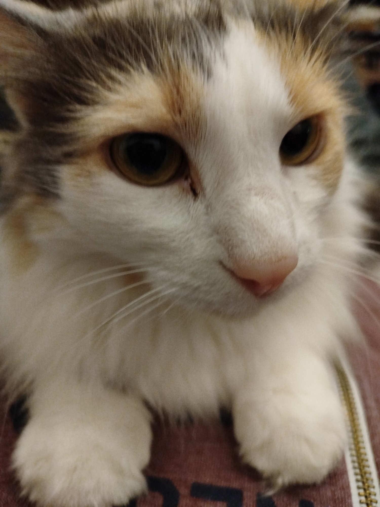 Calico cat photographed in close-up in Sofia, Bulgaria