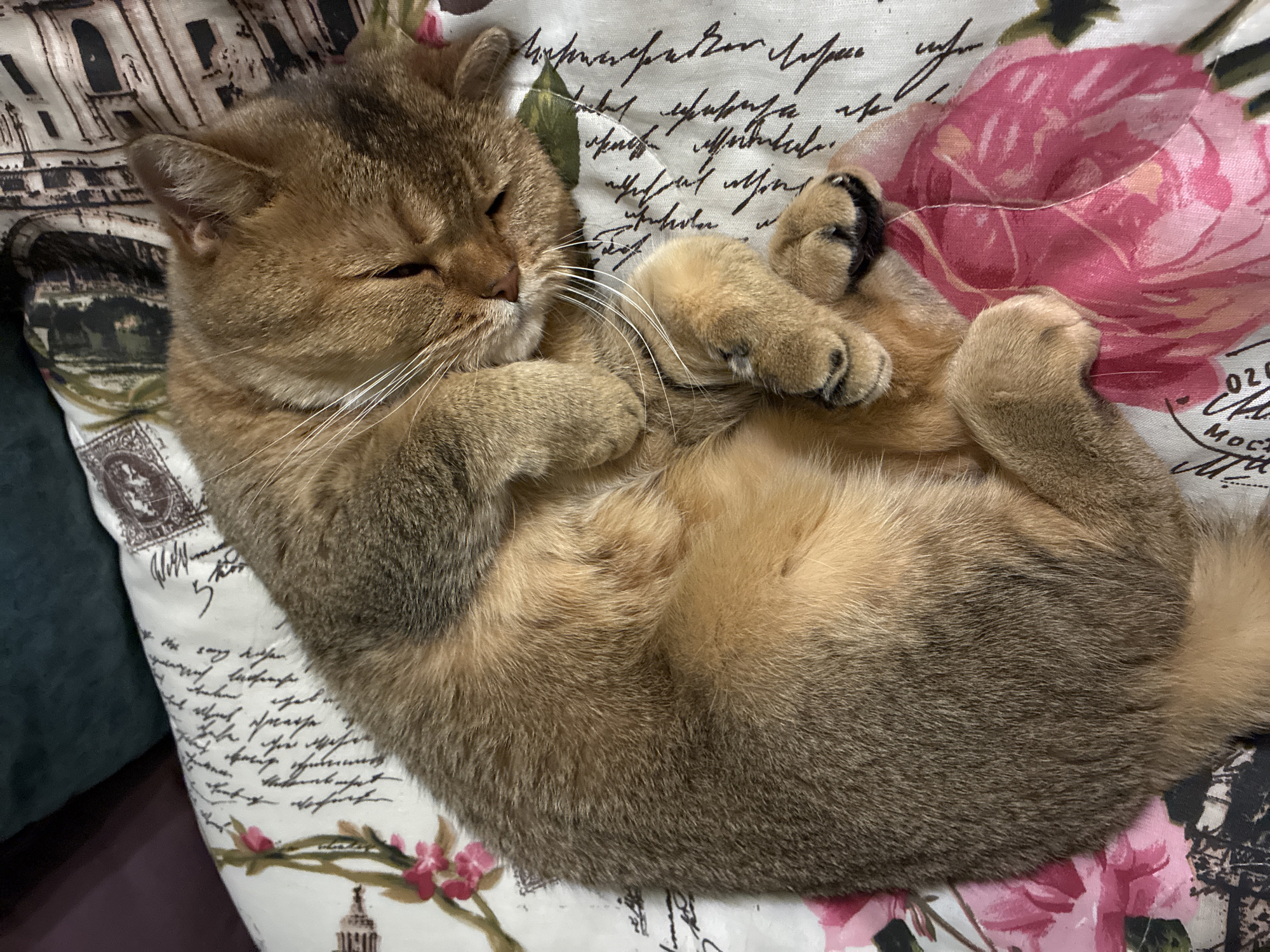 Cats spotted resting in Moscow homes Friday evening